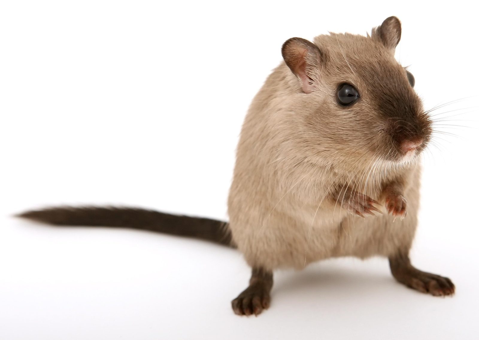 A real Gerbil