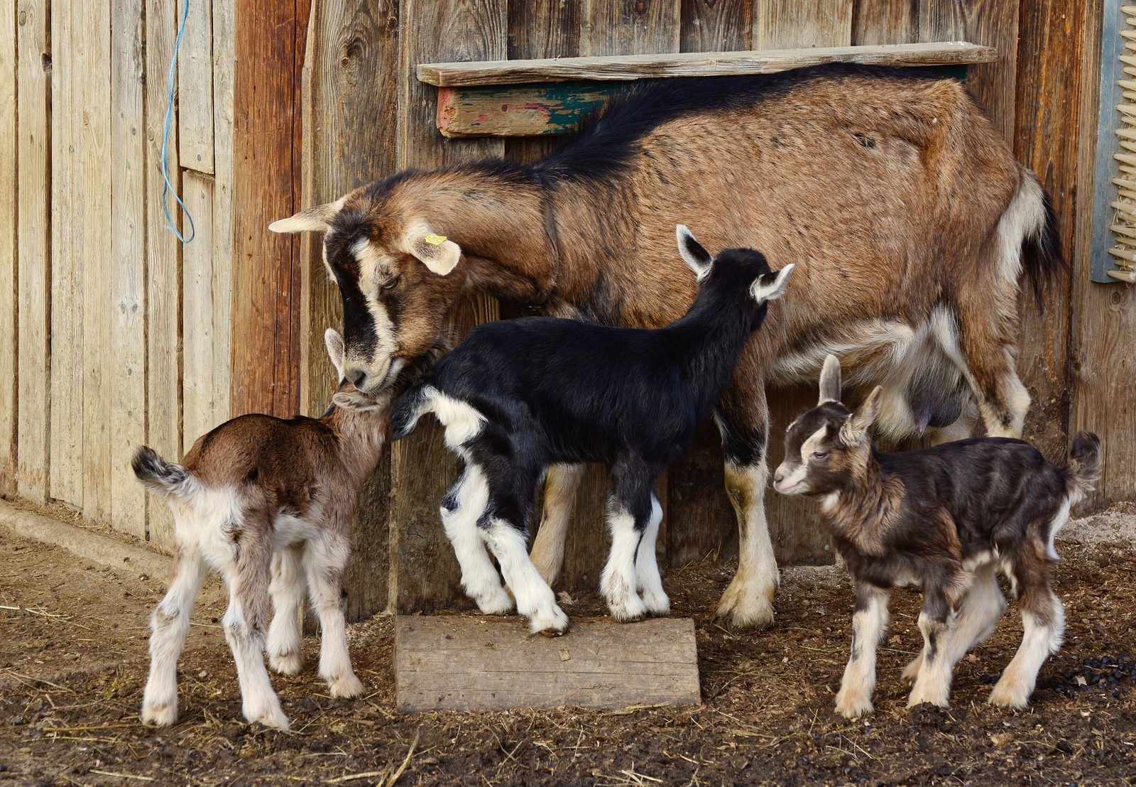 A real Goat