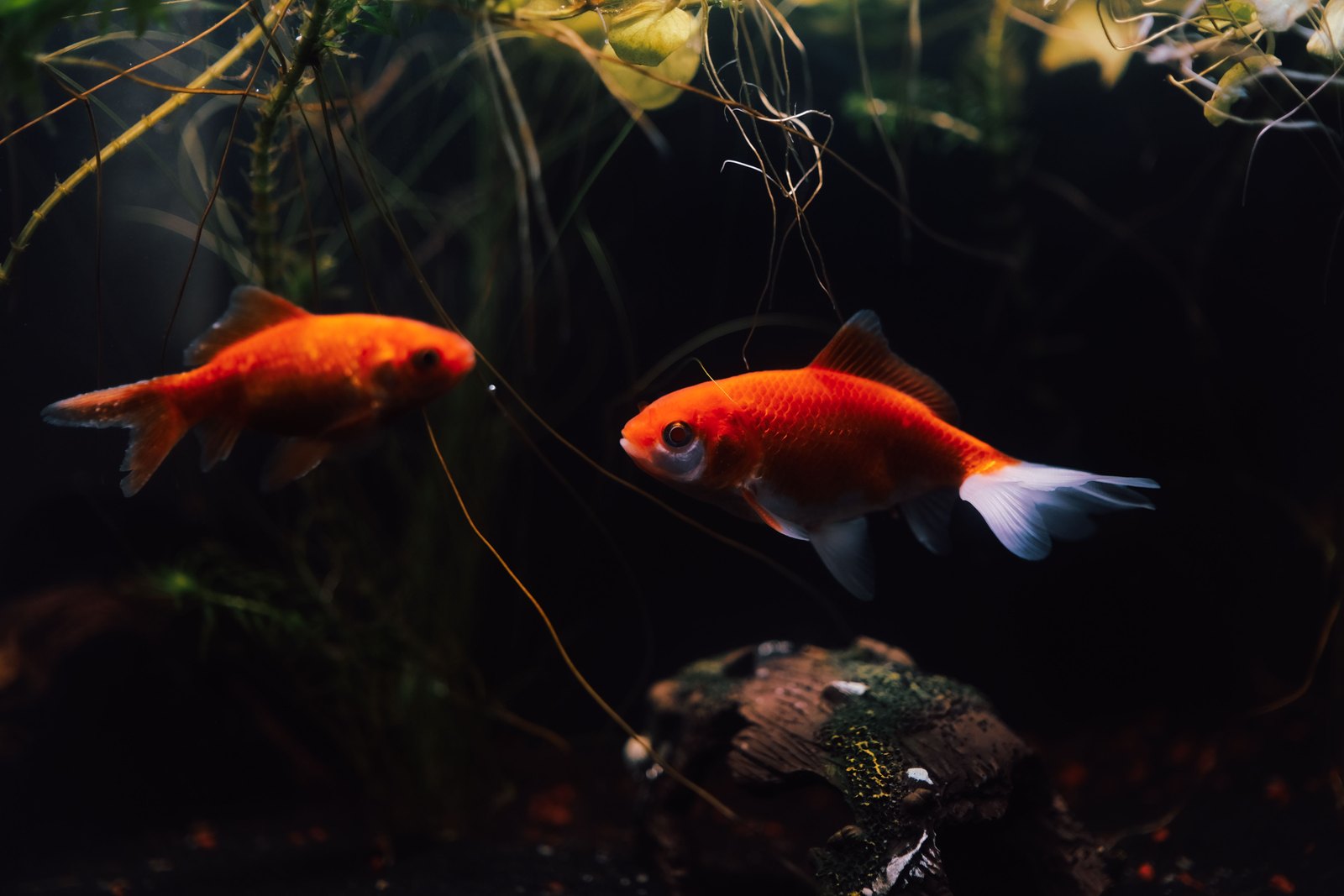 A real Goldfish