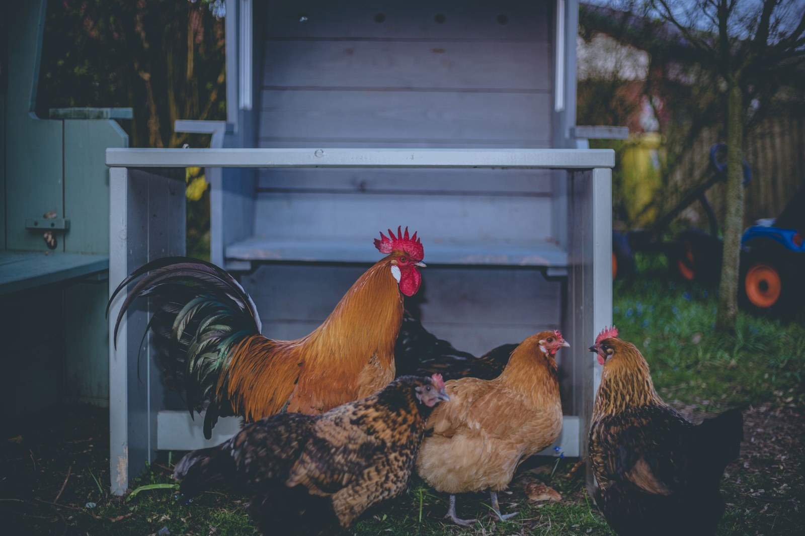 A rooster and three hens standing under the ramp of a wooden coop