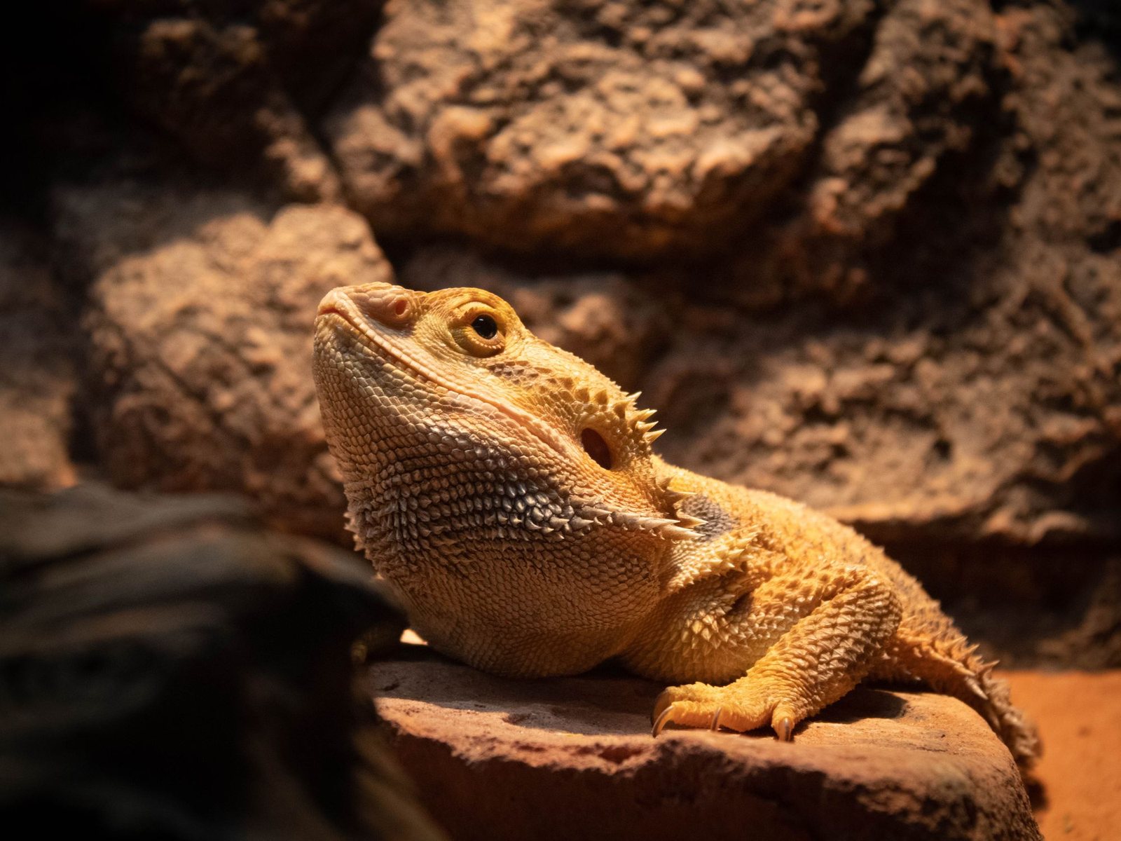 A bearded dragon basking on a piece of driftwood
