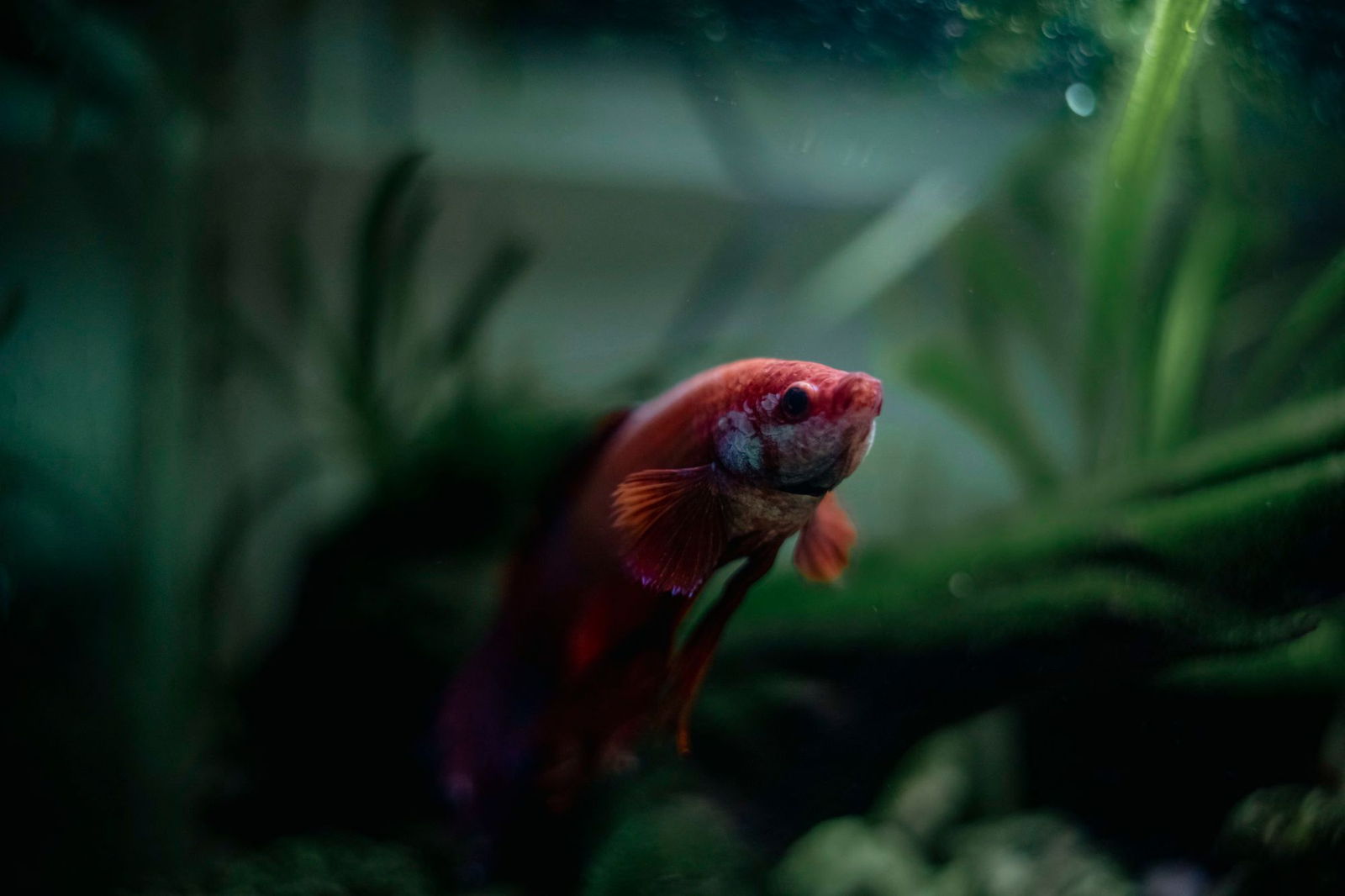 A red betta swimming in a planted aquarium