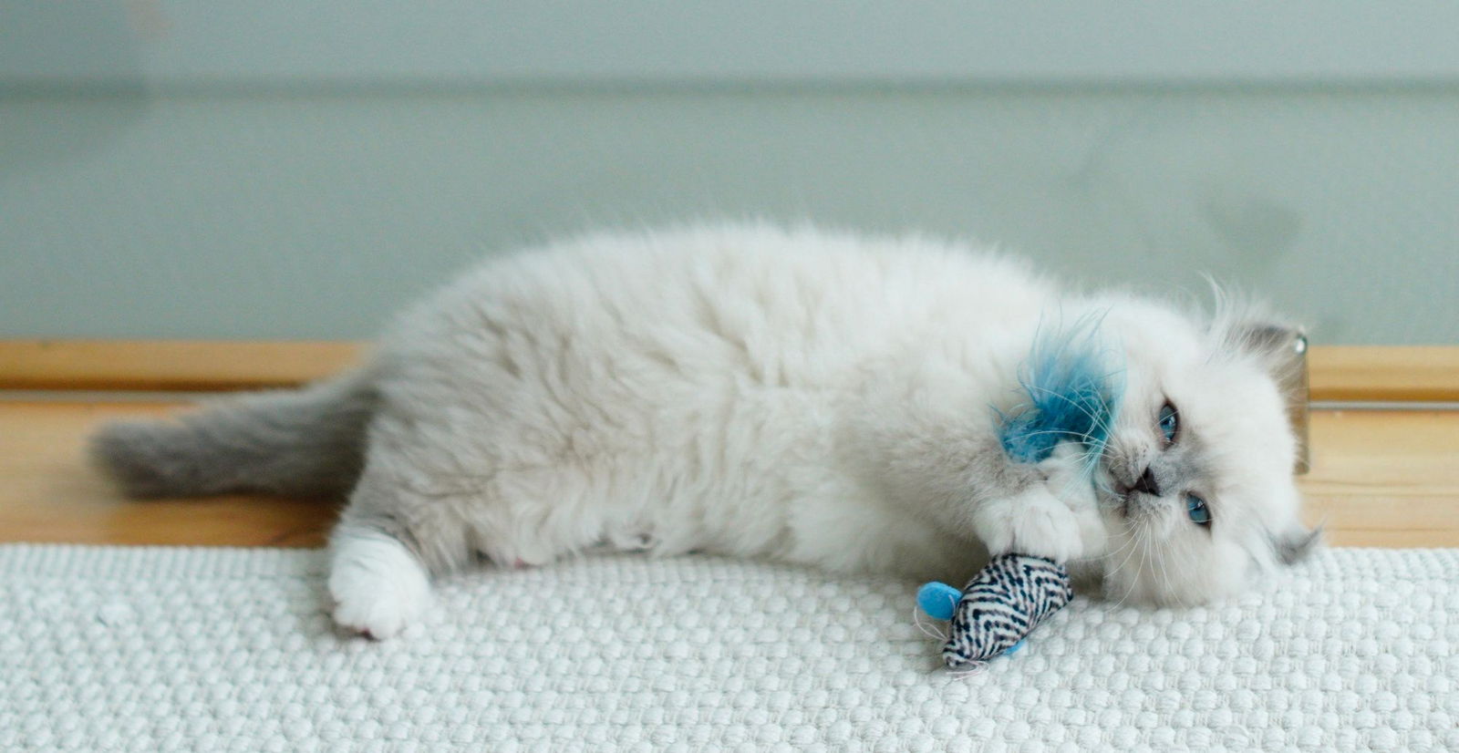 A fluffy kitten playing on its own with a small feathered toy