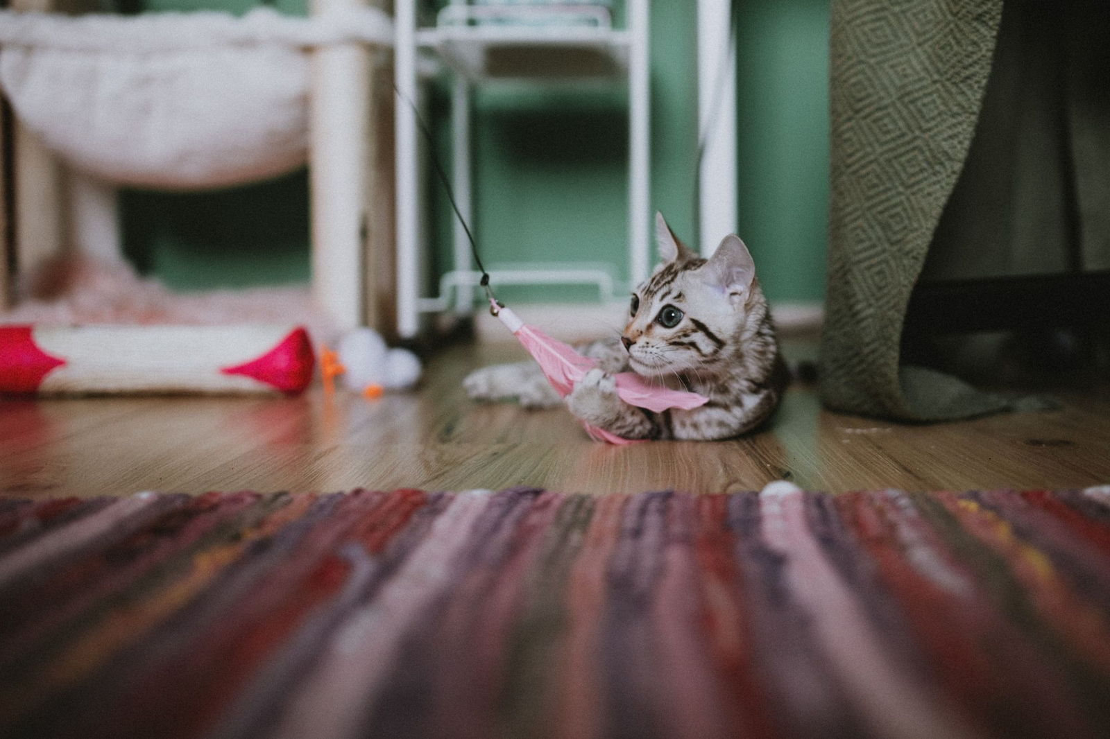 A kitten on a rug surrounded by several different cat toys