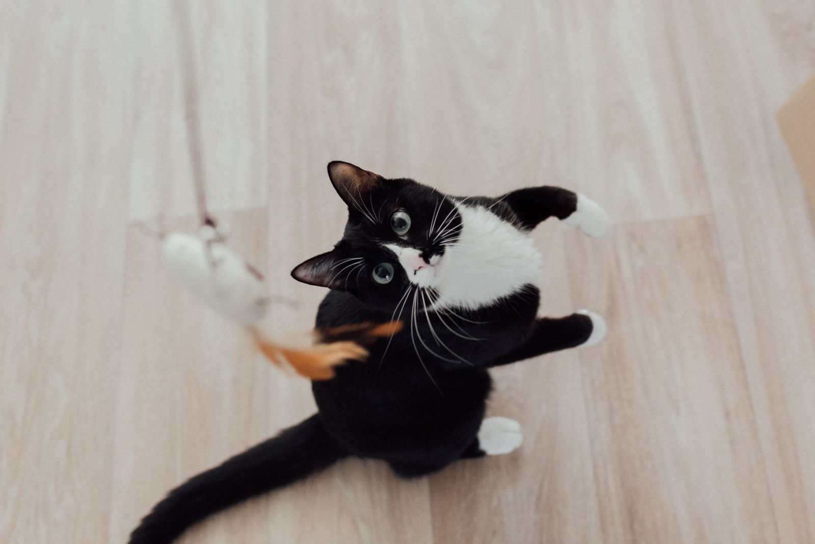 A black and white cat rolling onto its back to grab a feather wand toy