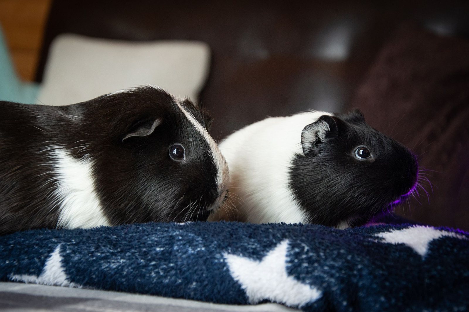 Two black and white guinea pigs resting side by side on a star-patterned blanket