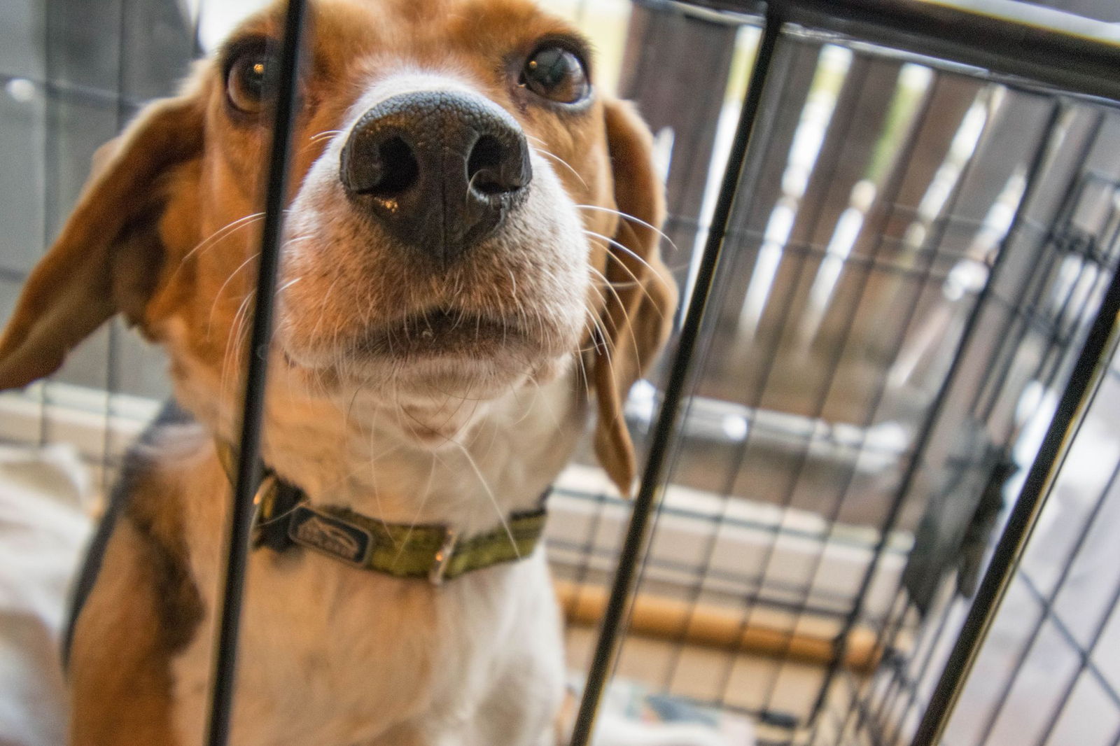 A beagle looking out through the bars of its crate in a sunny room