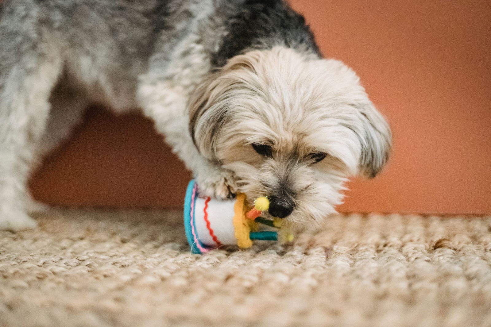 A small scruffy dog nosing at a treat-dispensing toy on the floor