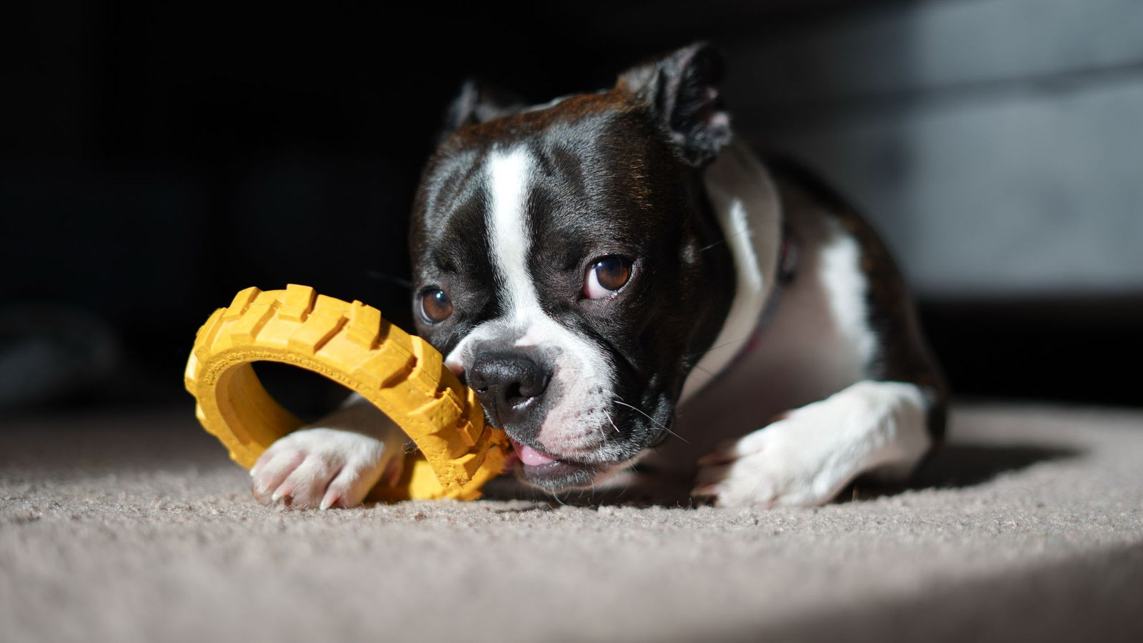 A Boston terrier lying on the carpet working at a rubber toy