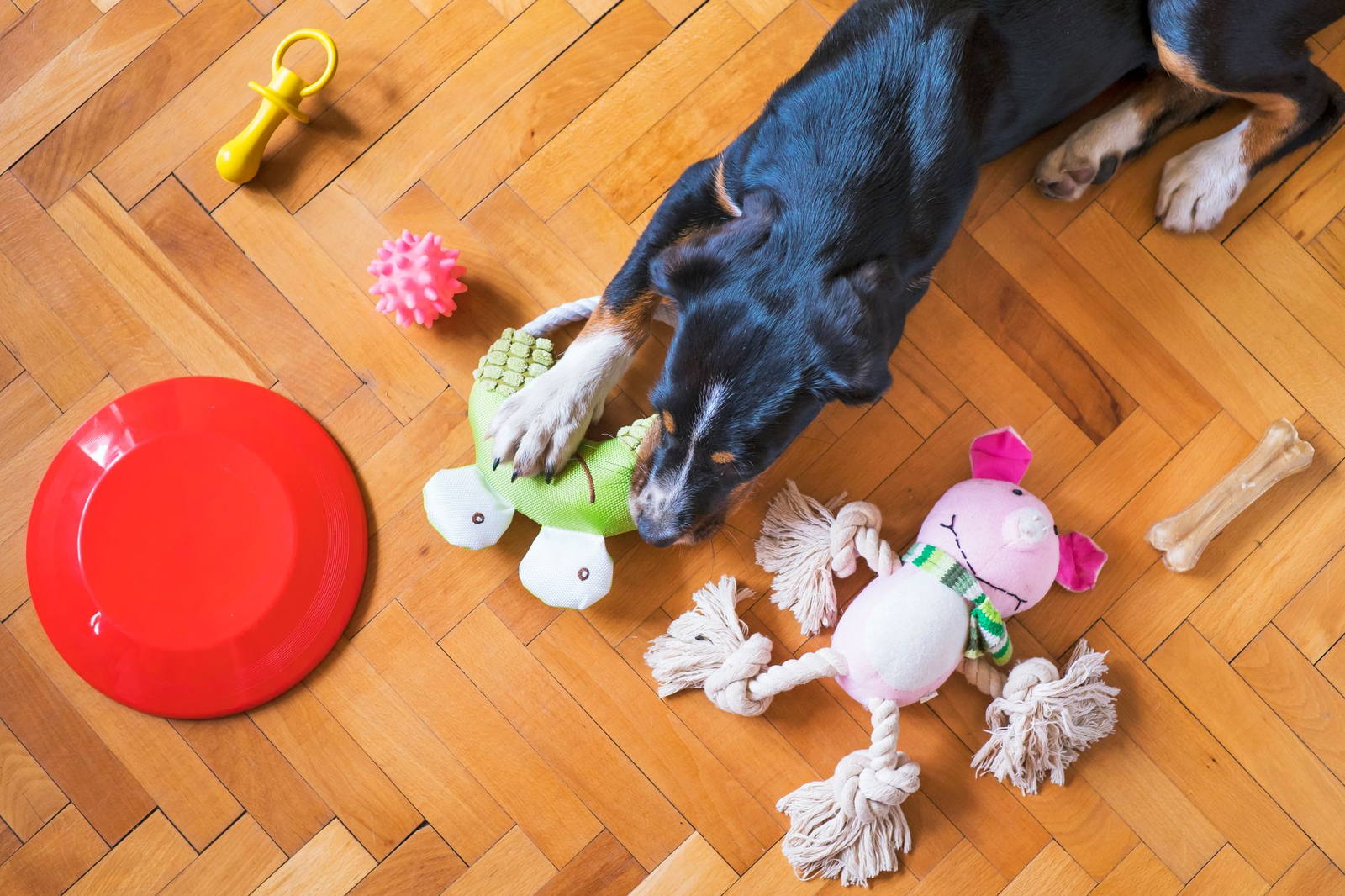 A dog reaching for one of several toys spread across a wooden floor