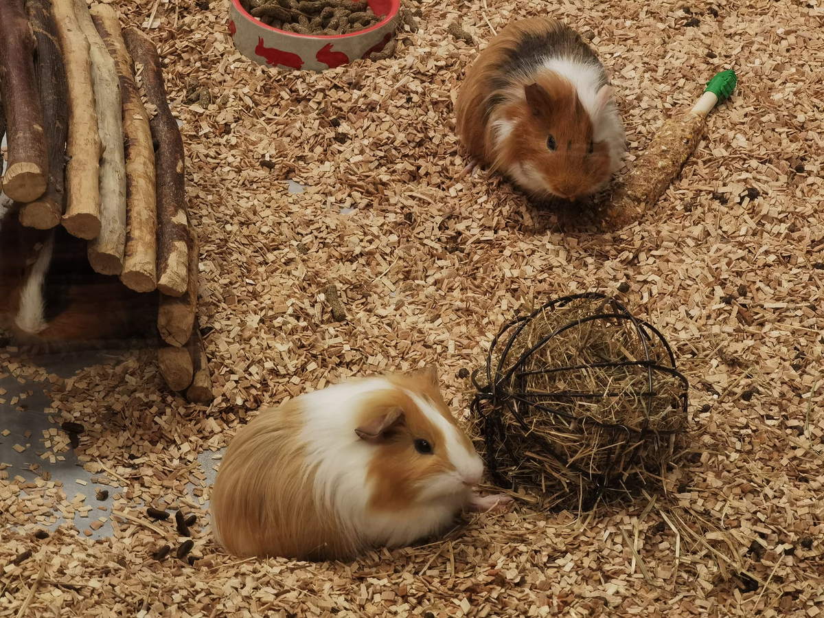 Two guinea pigs sharing an enclosure, one nosing at a ball of hay