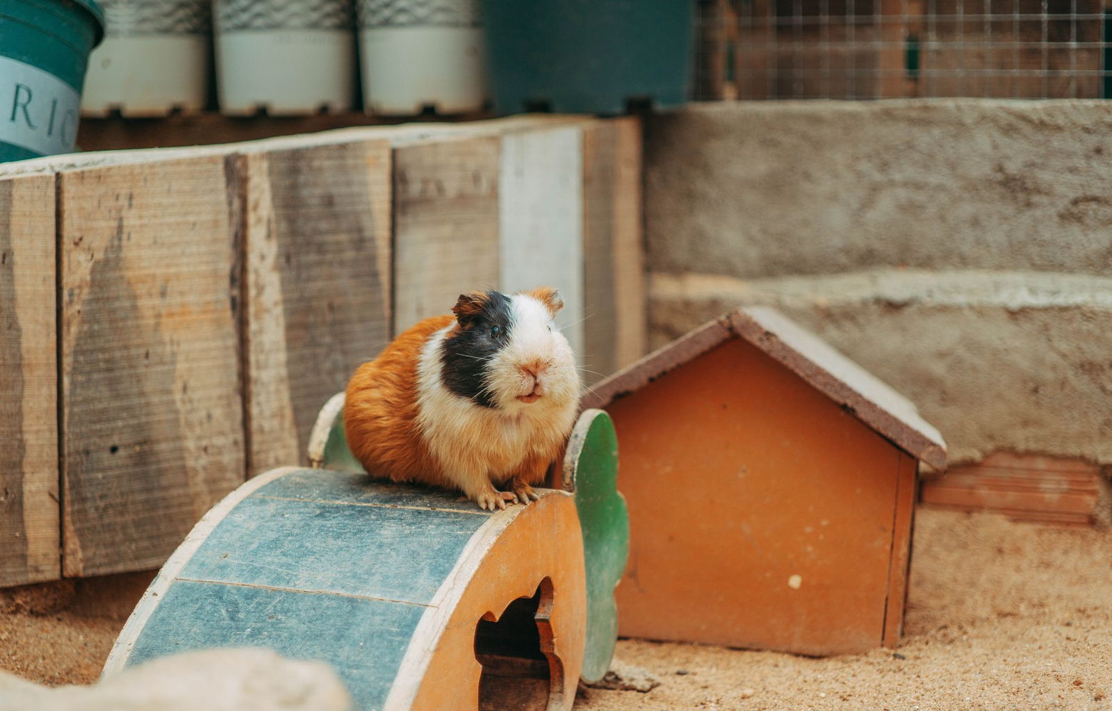 A guinea pig standing on a ramp beside a wooden hide in its enclosure