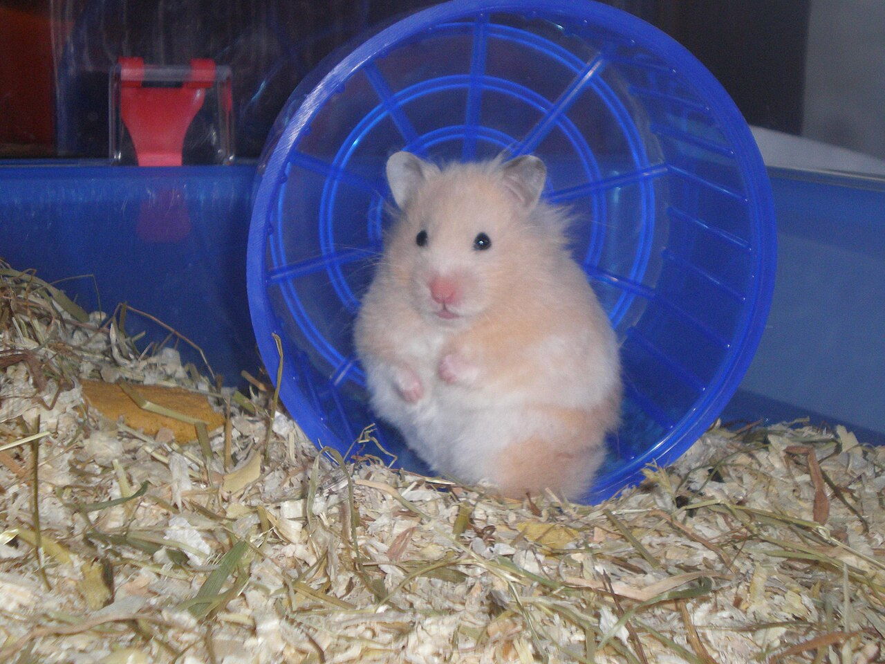 A Syrian hamster sitting in its exercise wheel