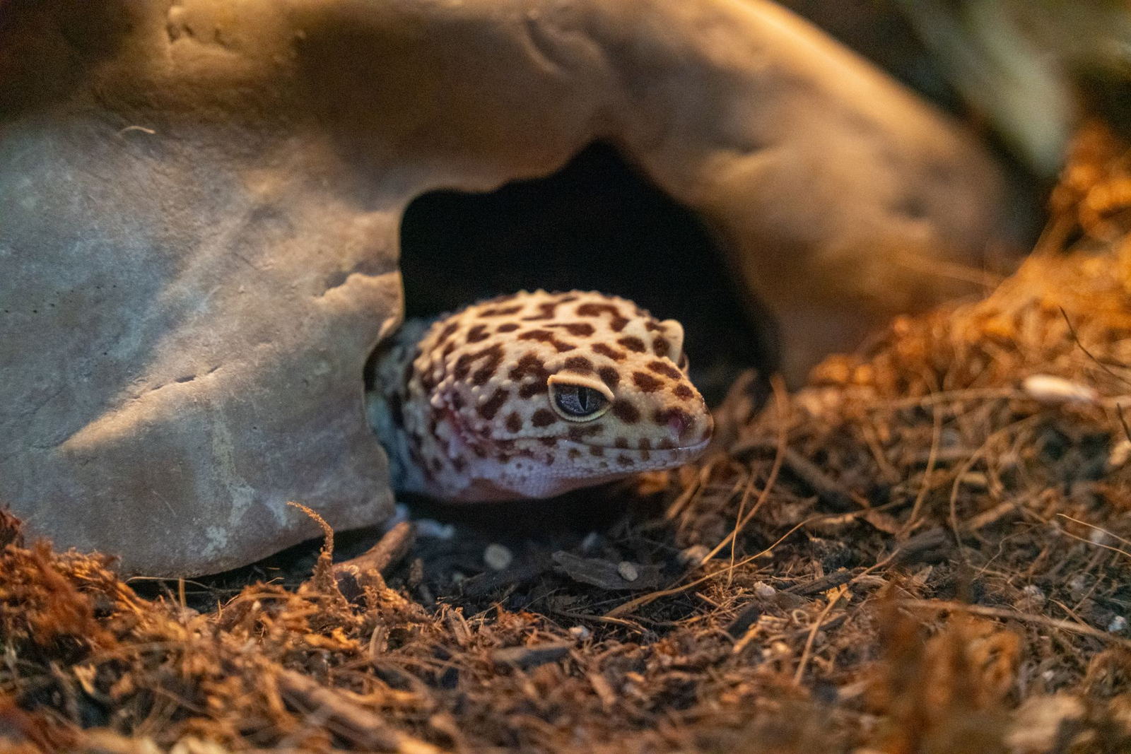A leopard gecko peering out from inside its hide
