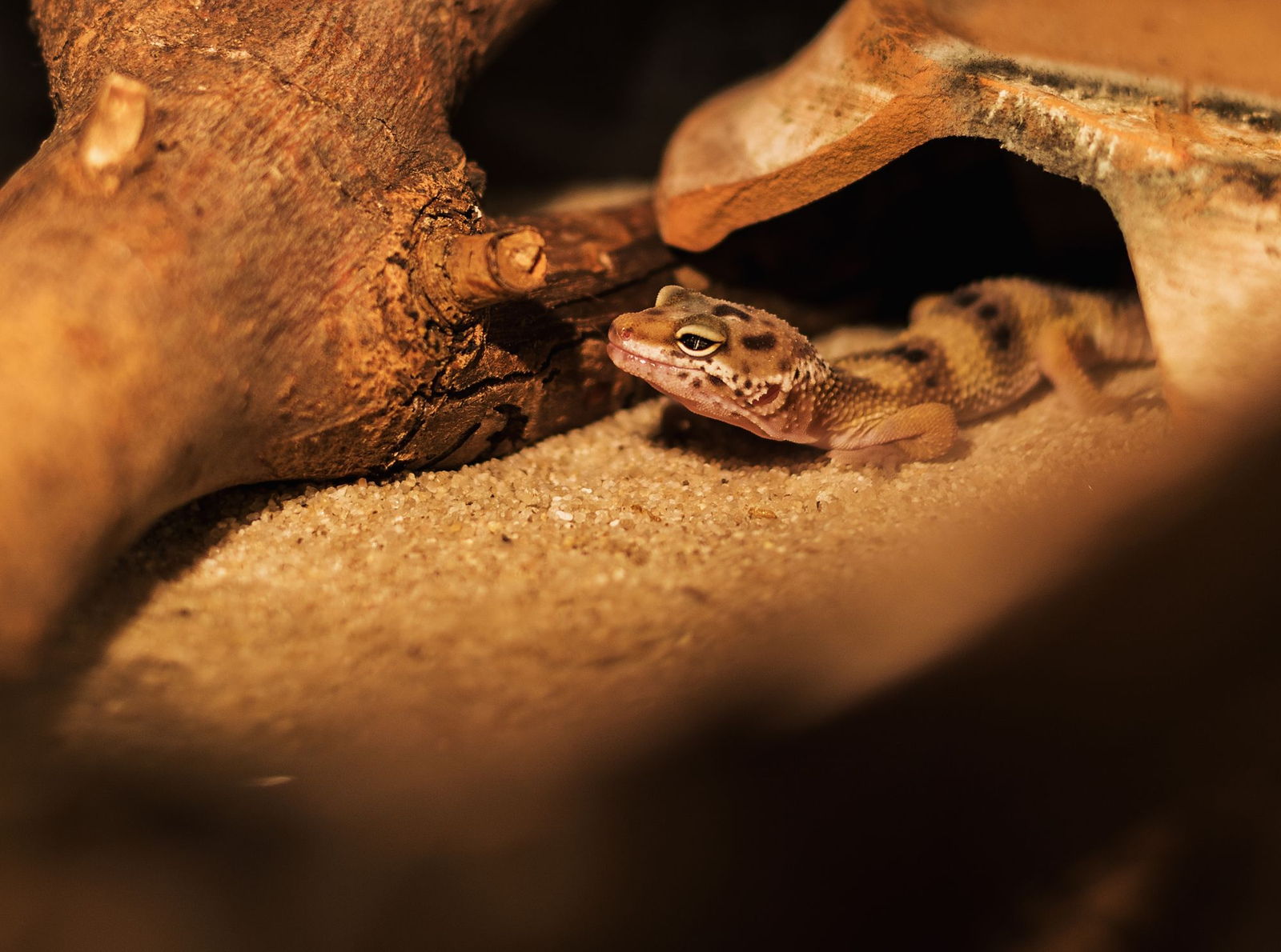 A leopard gecko resting on sand underneath a wooden hide