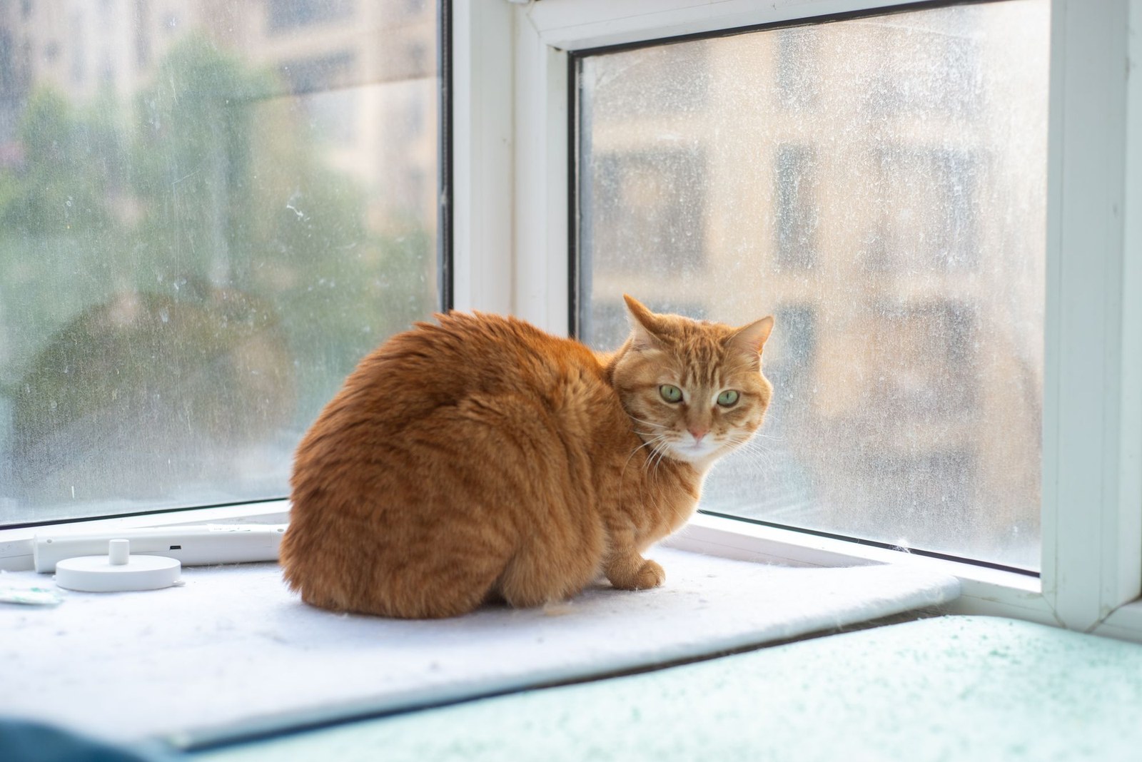 A ginger cat sitting on a sunny windowsill with apartment buildings outside