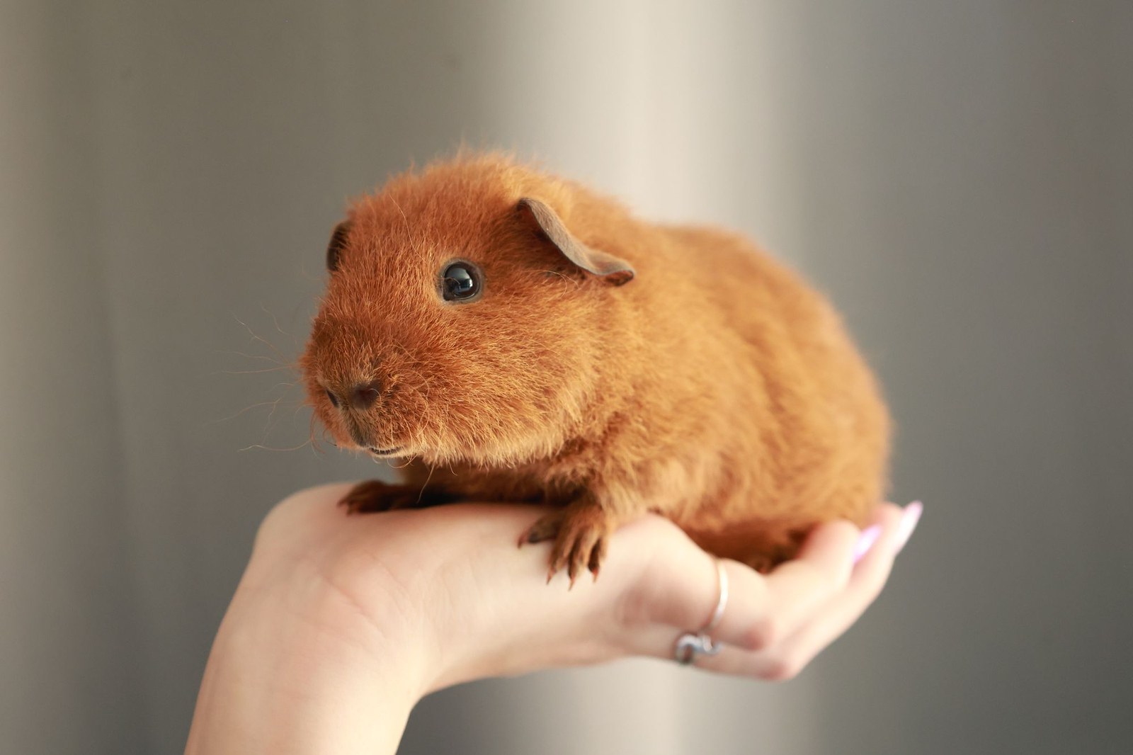 A ginger guinea pig sitting calmly on an open palm