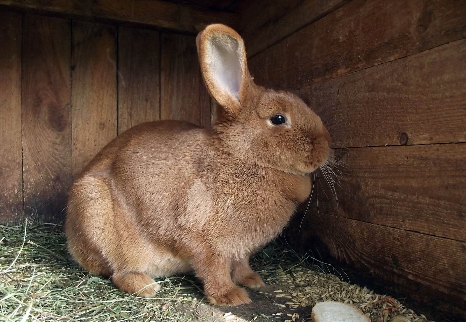 A rabbit sitting on hay inside a wooden hutch