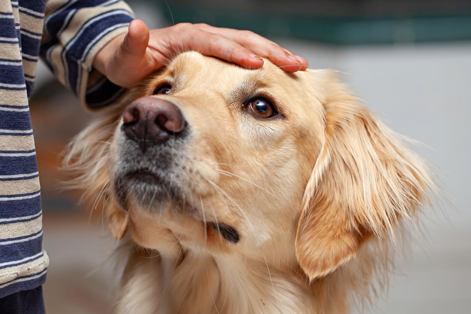 A golden retriever leaning into a hand resting on its head