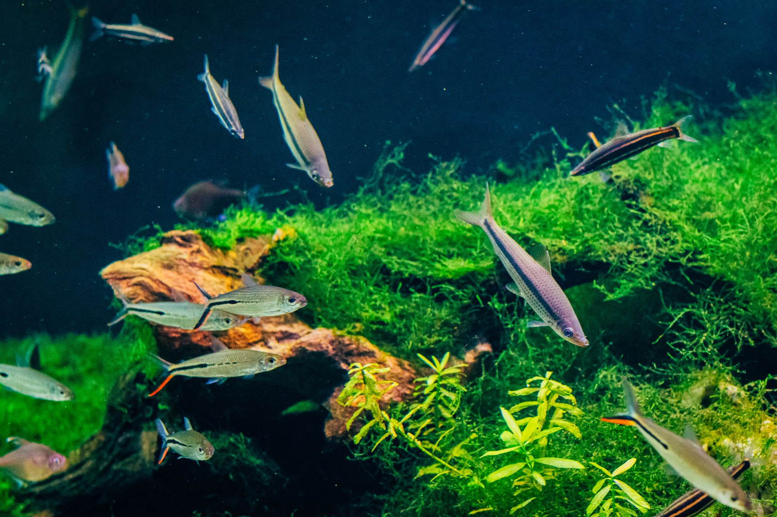 Small fish swimming among plants and moss in a freshwater aquarium