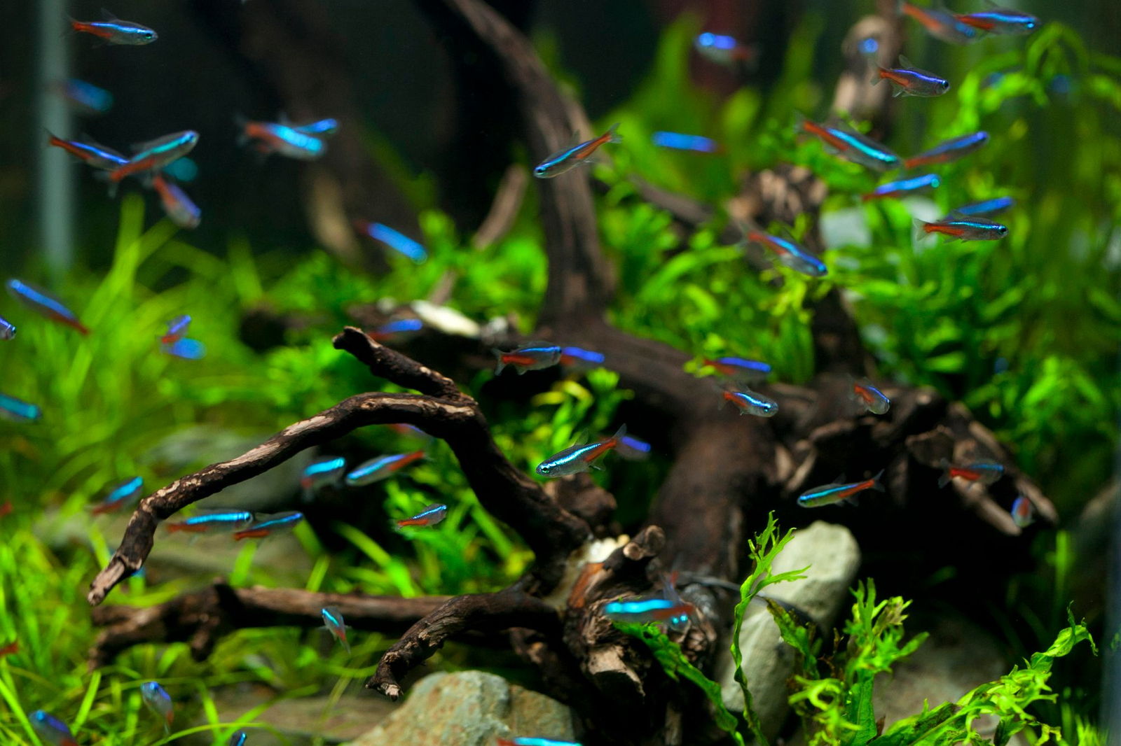 A school of neon tetras swimming over driftwood in a planted freshwater tank