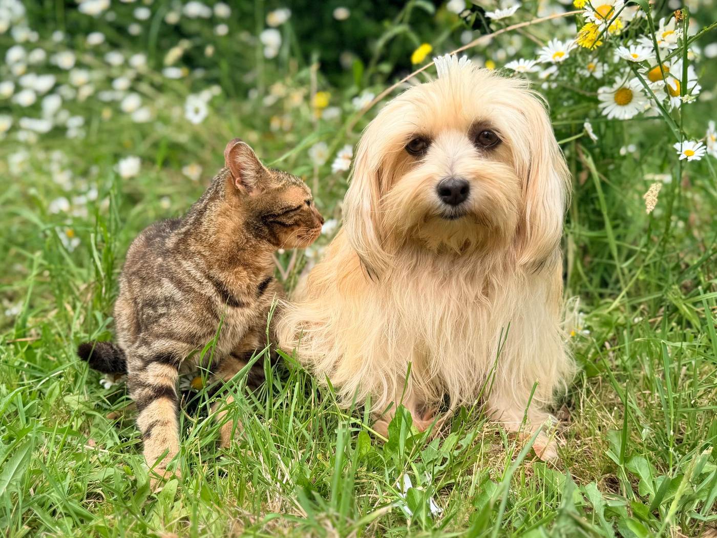 A tabby kitten and a small cream-coated dog sitting together in a meadow of daisies