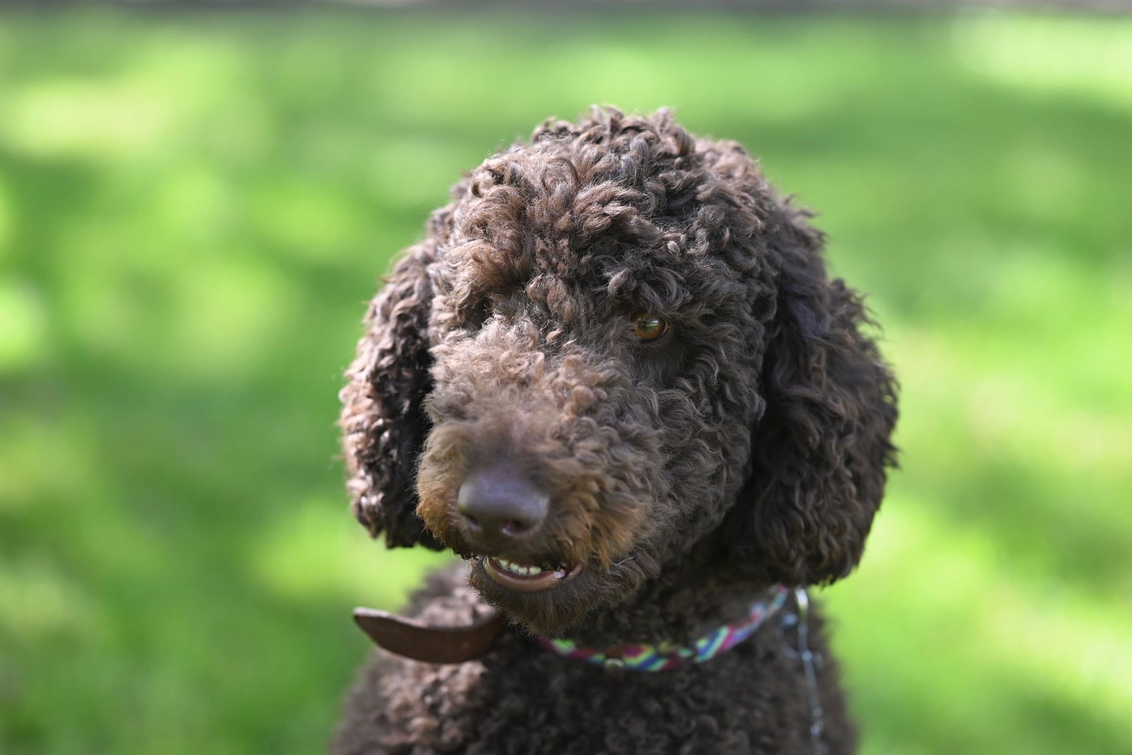 A curly-coated brown poodle standing in a sunlit garden