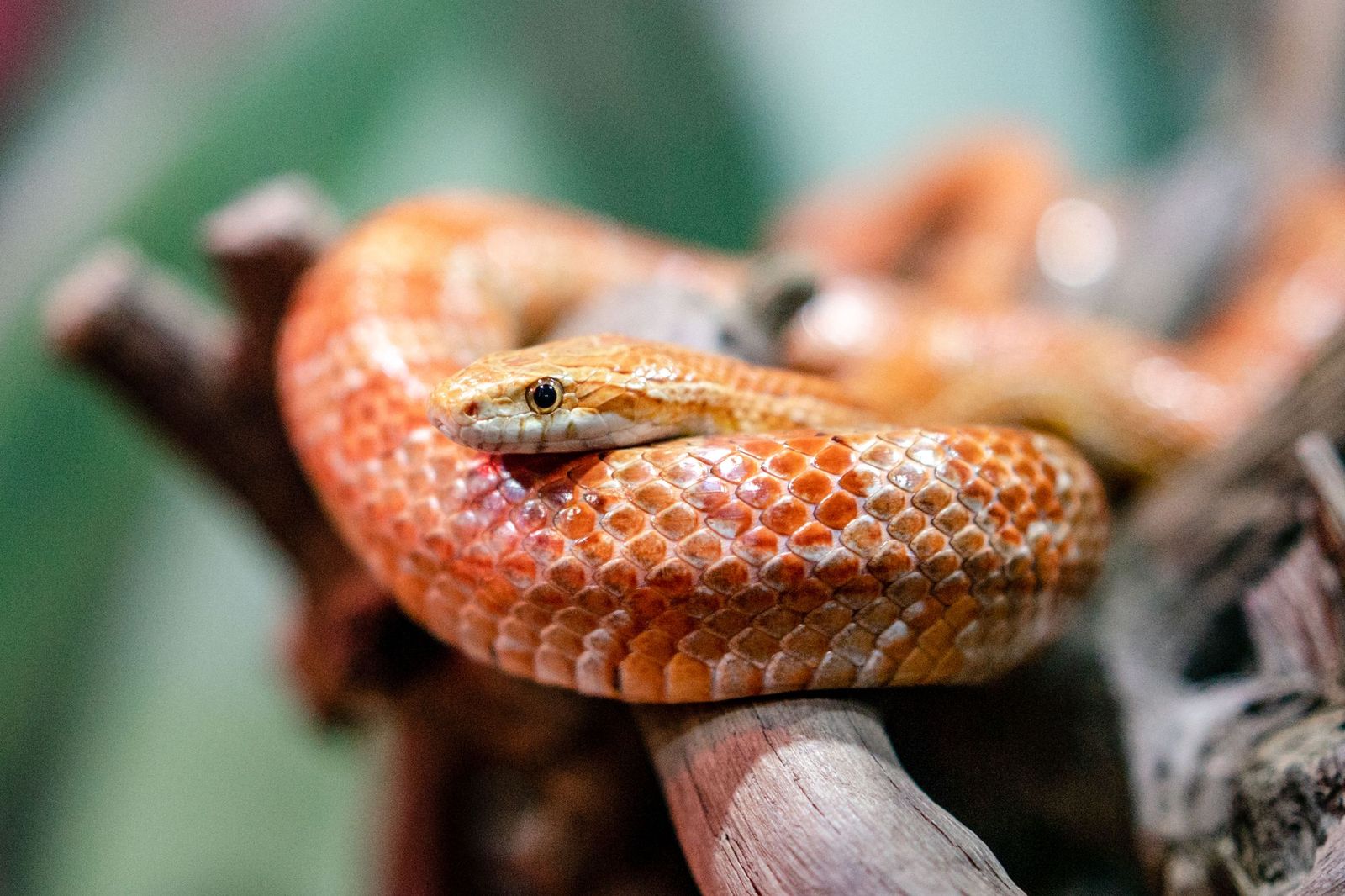 An orange corn snake coiled around a branch