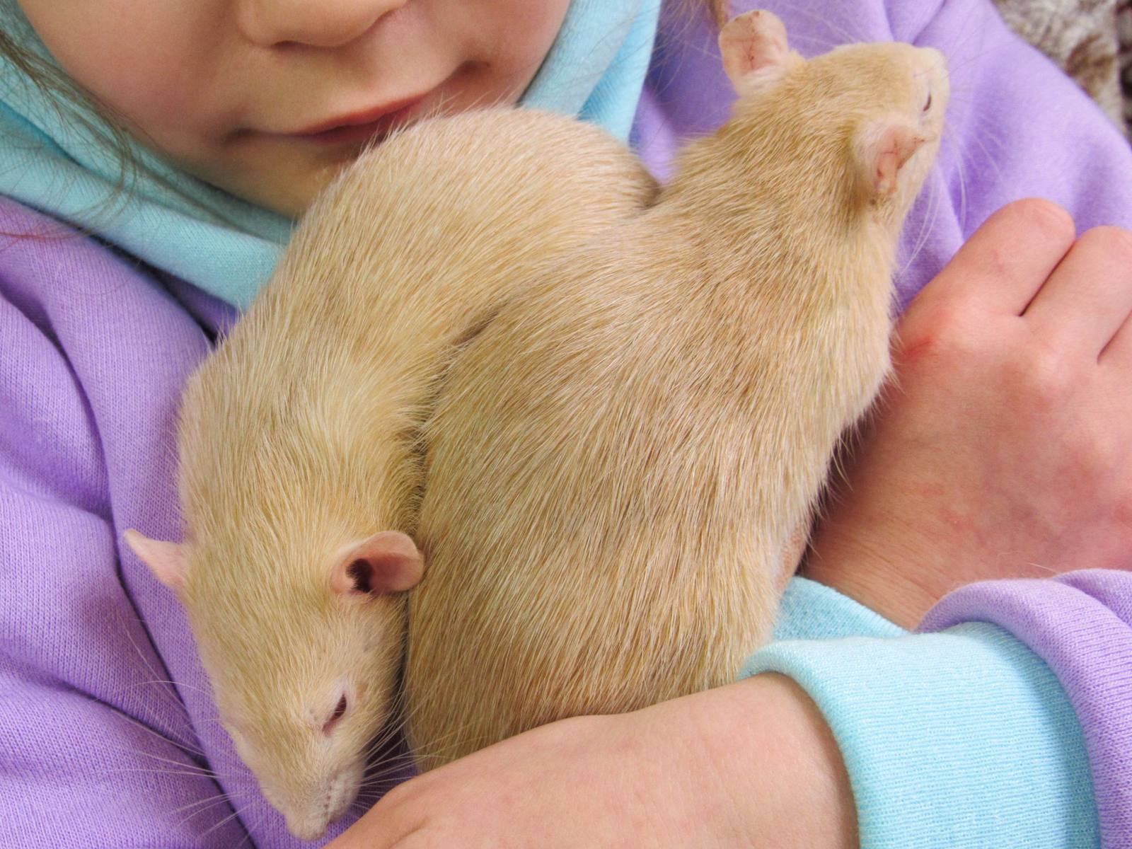 A child cradling two cream-coloured pet rats against a purple hoodie