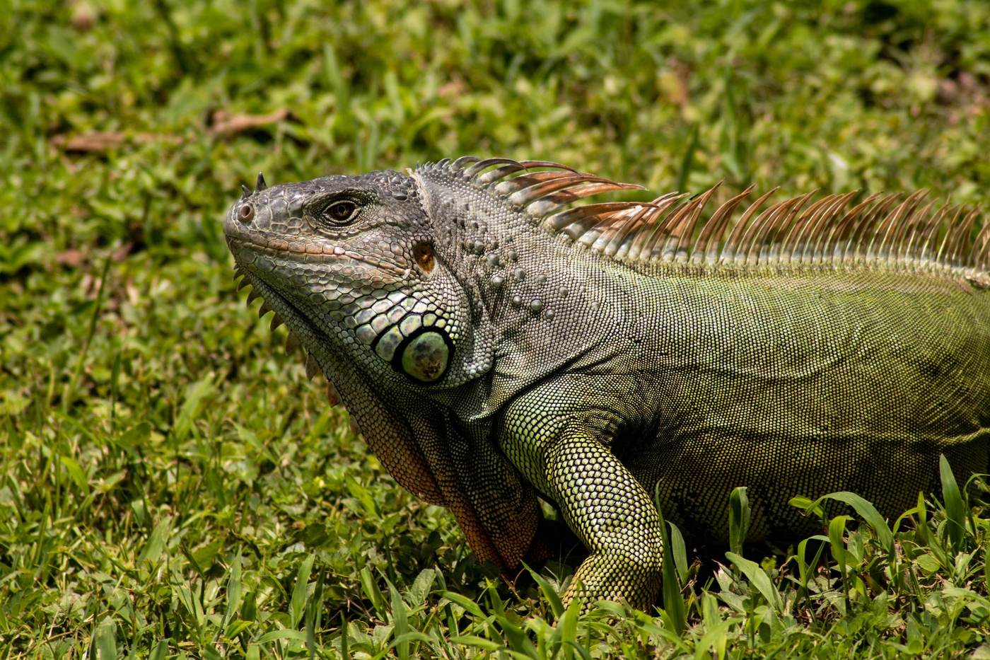 A full-grown green iguana walking across grass