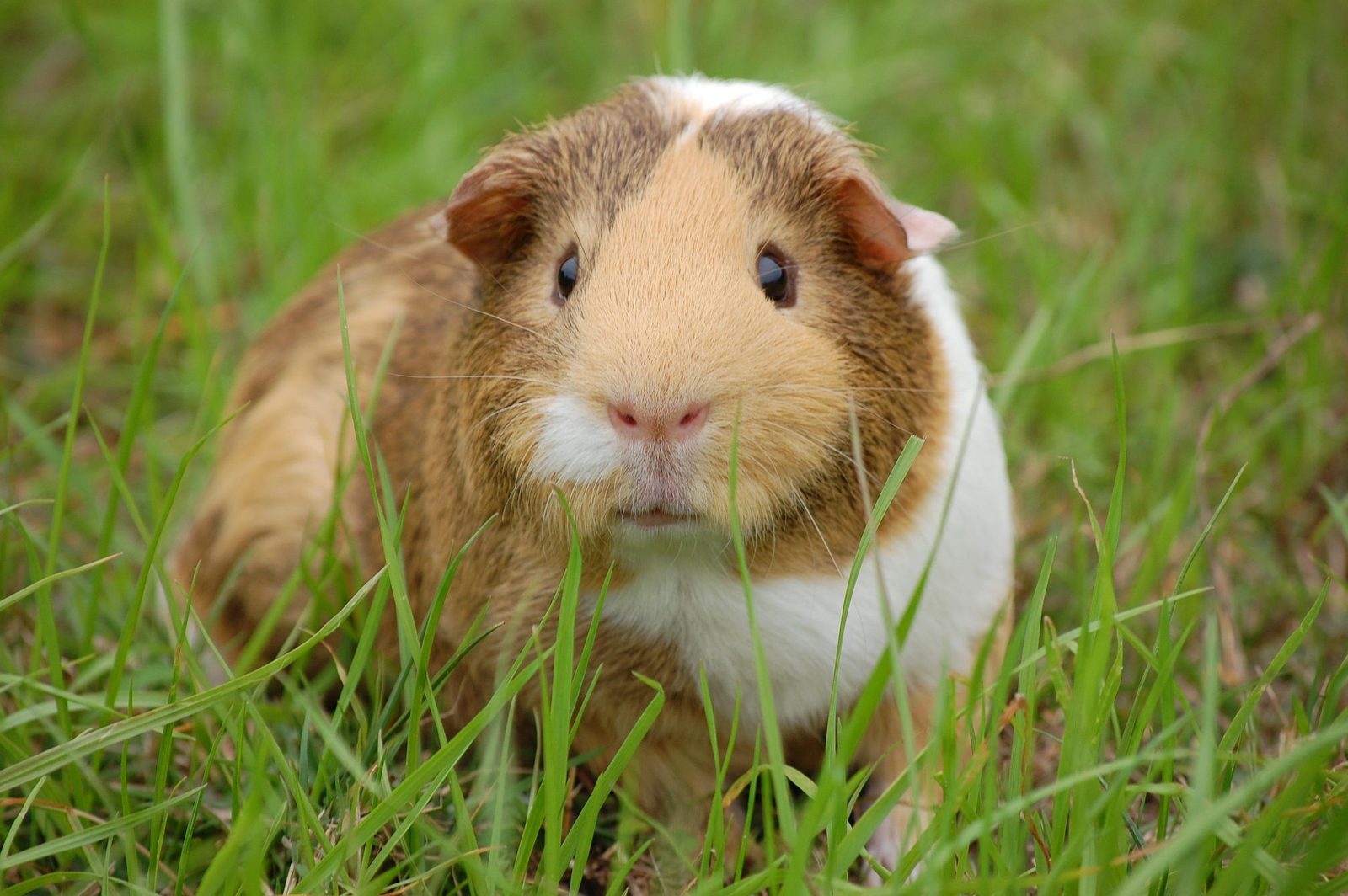 A real Guinea Pig