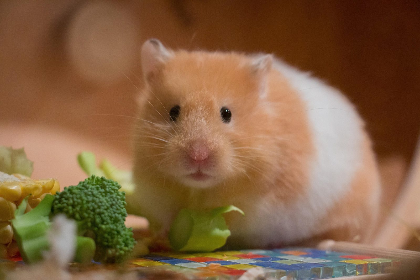 A real Hamster