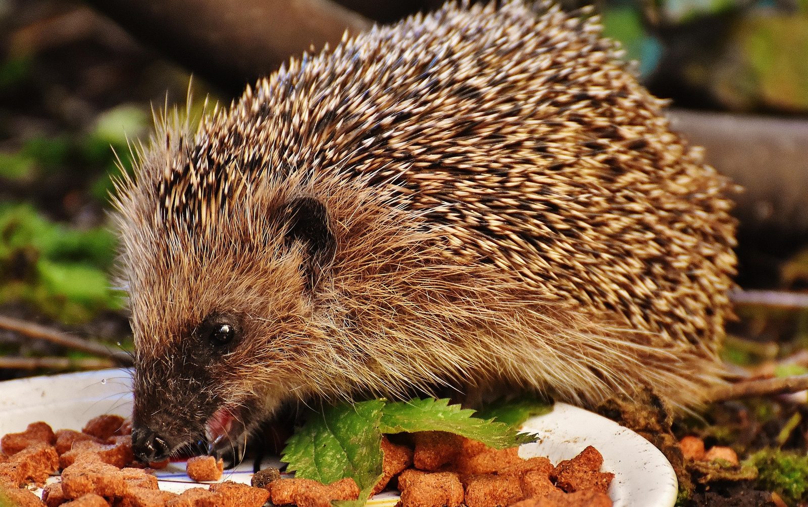 A real Hedgehog