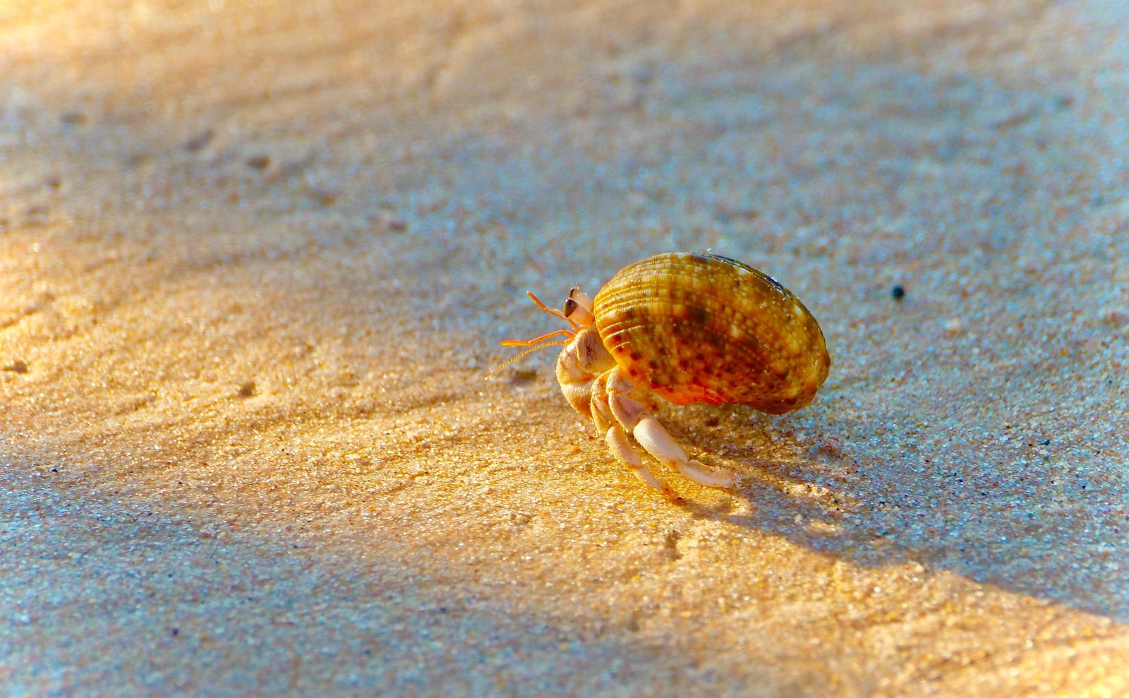 A real Hermit Crab