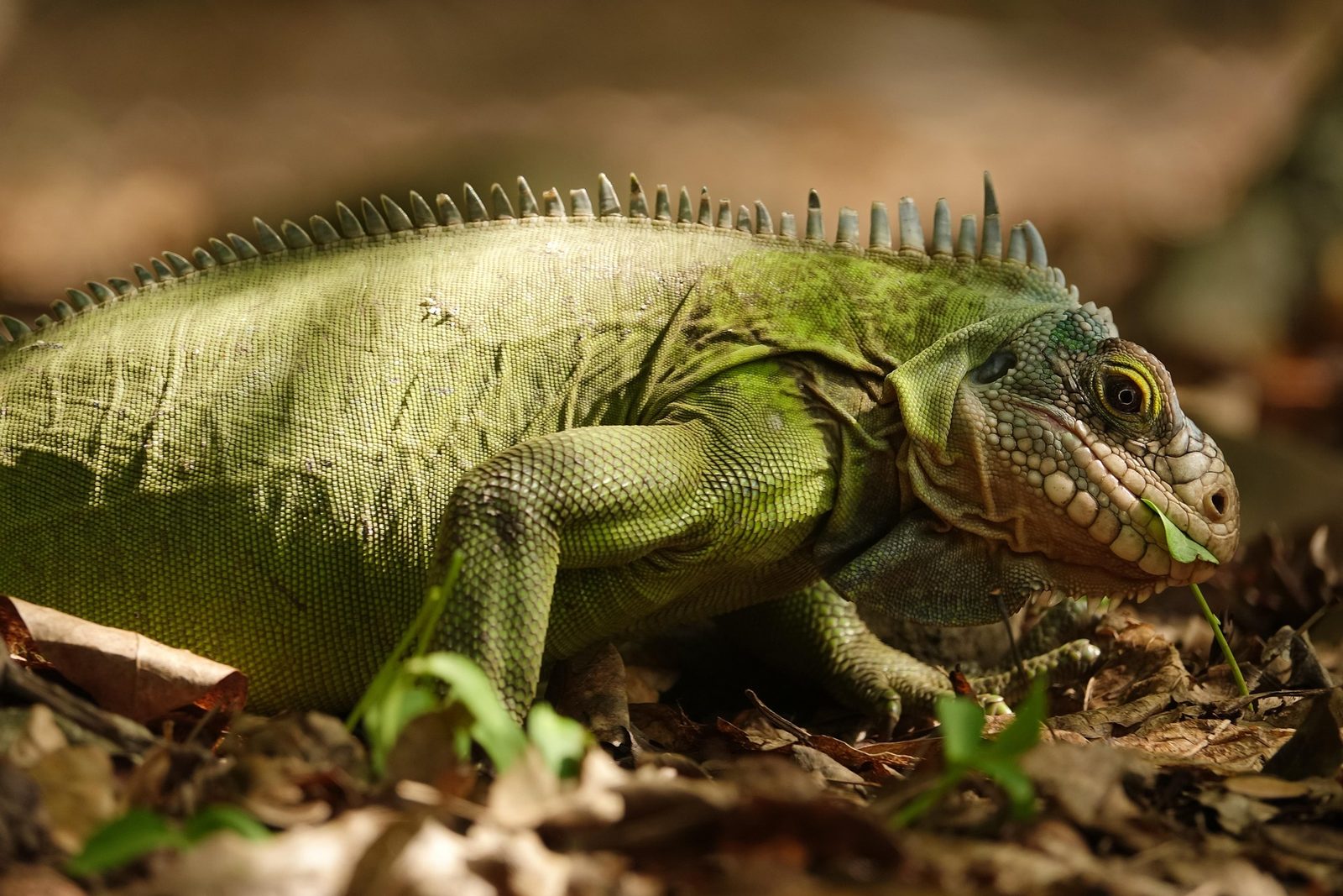 A real Iguana
