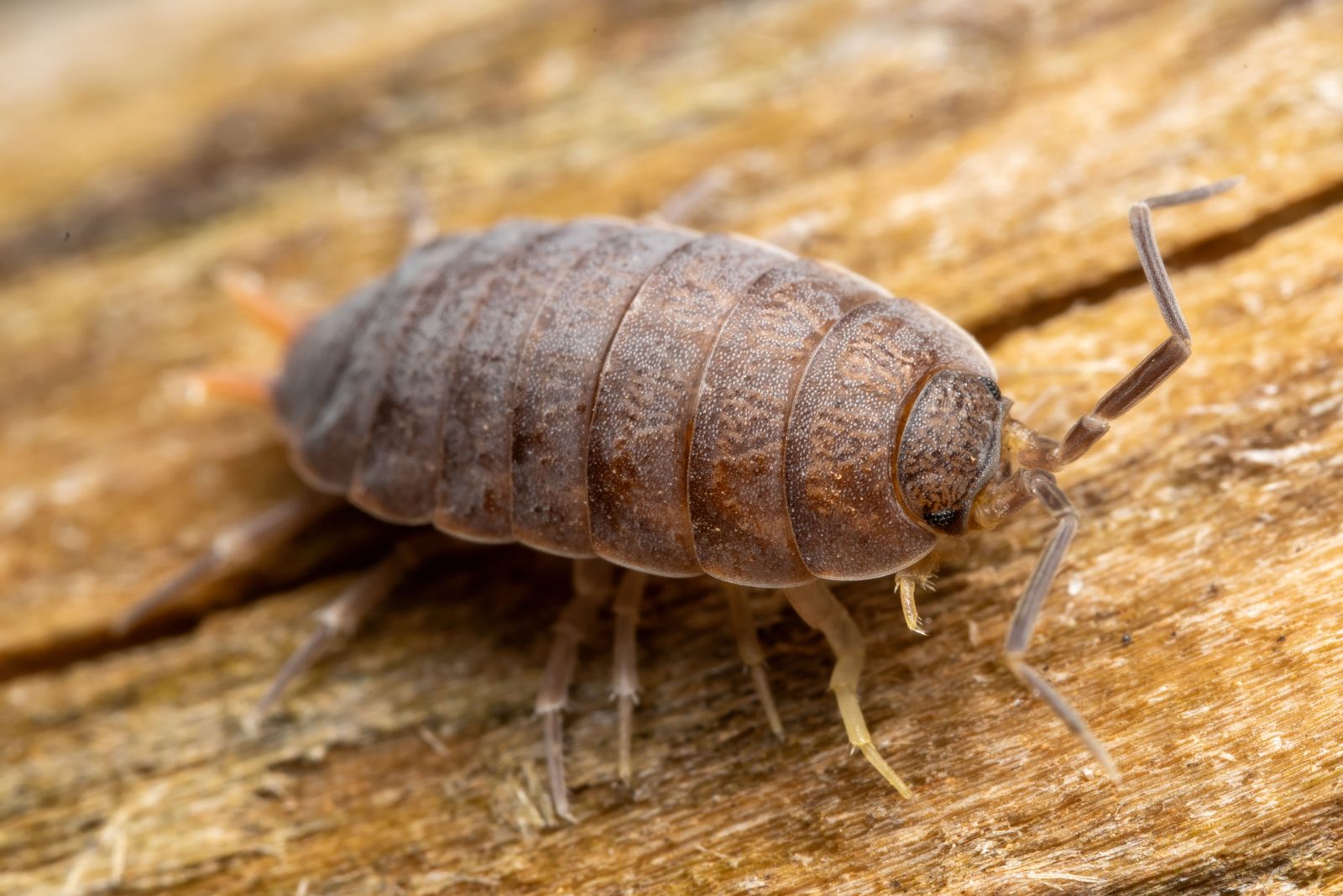 A real Isopods