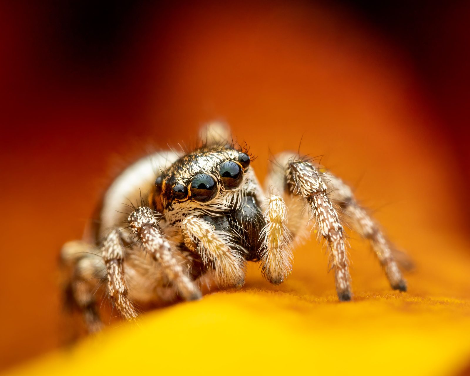 A real Jumping Spider