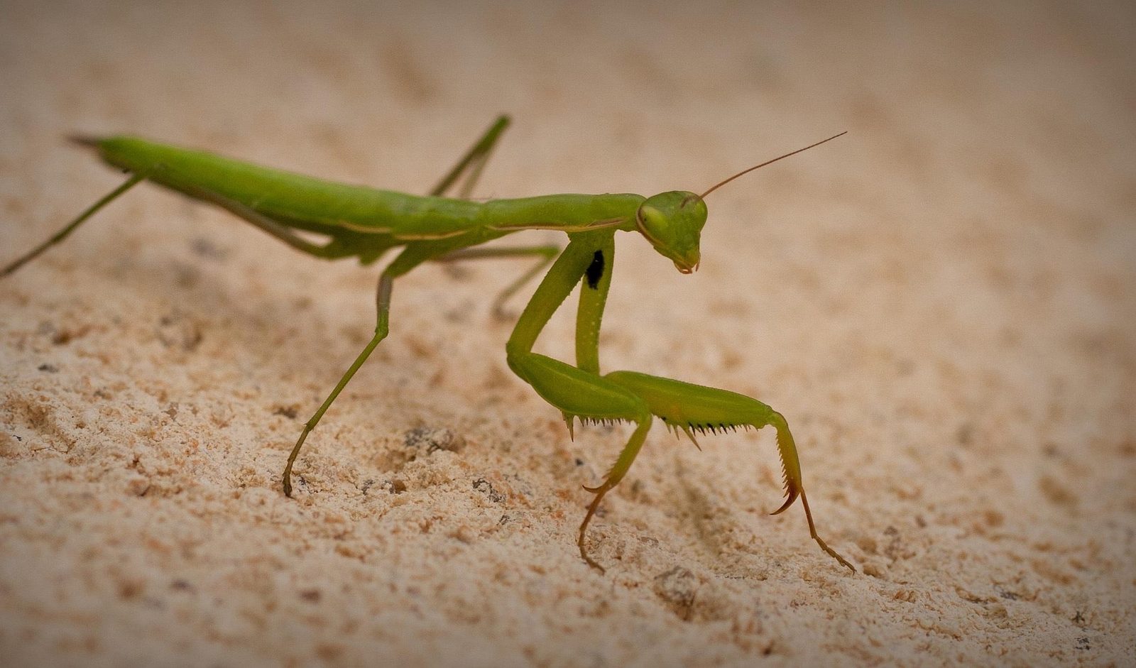 A real Praying Mantis