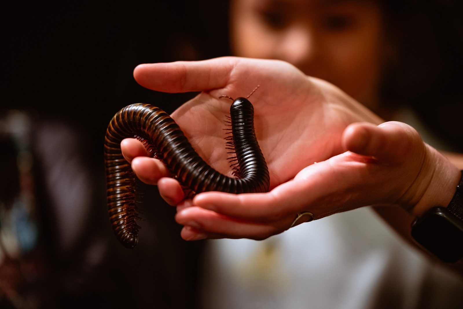 A real Millipede
