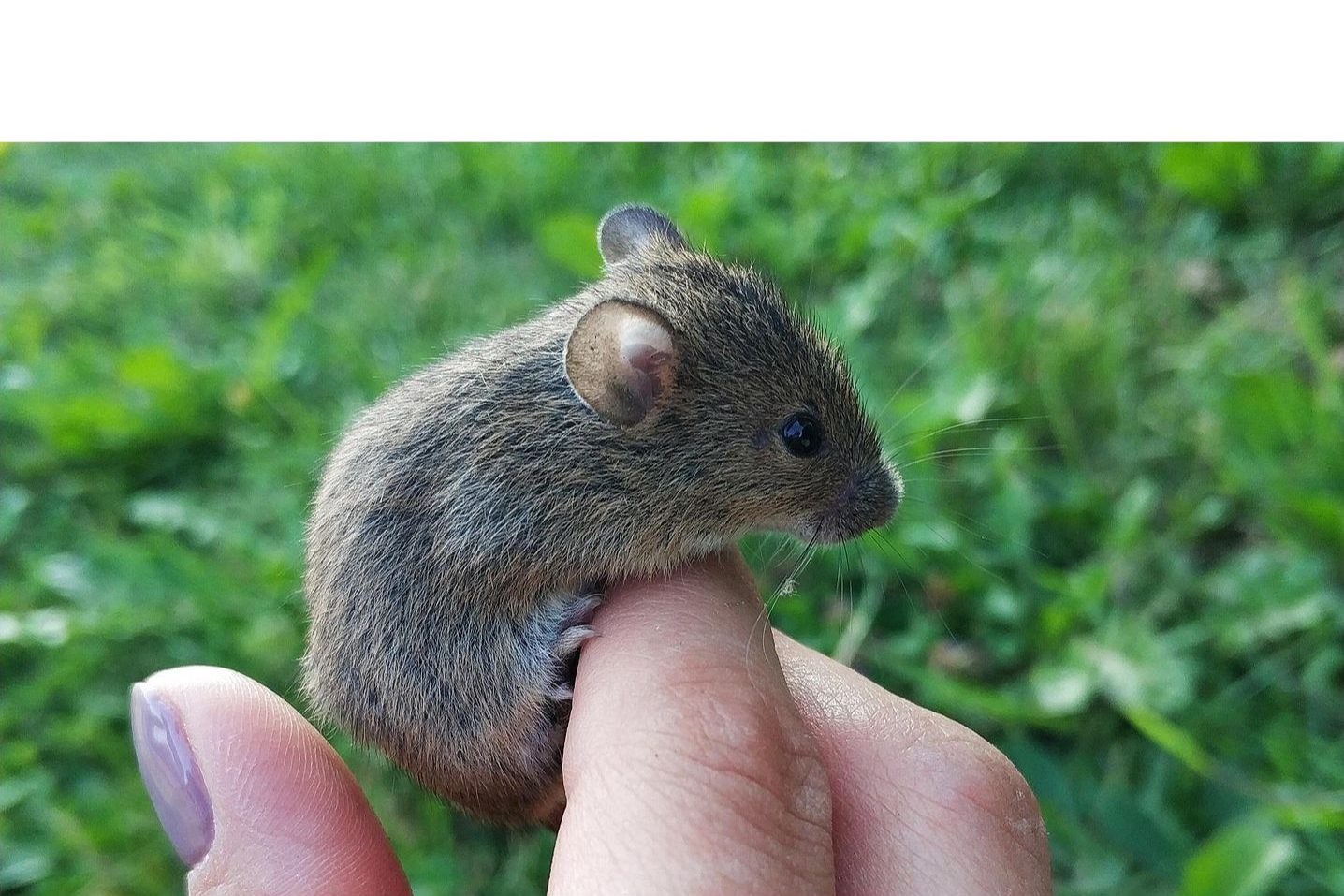 A real Mouse