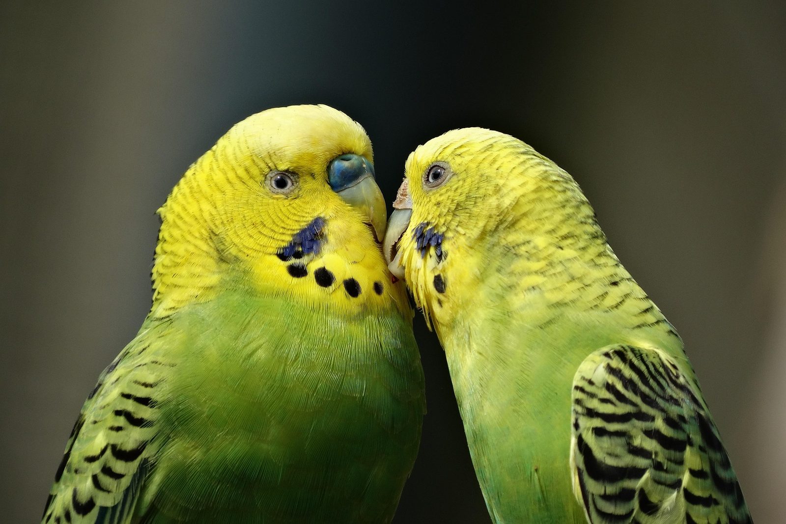 A real Parakeet & Birds