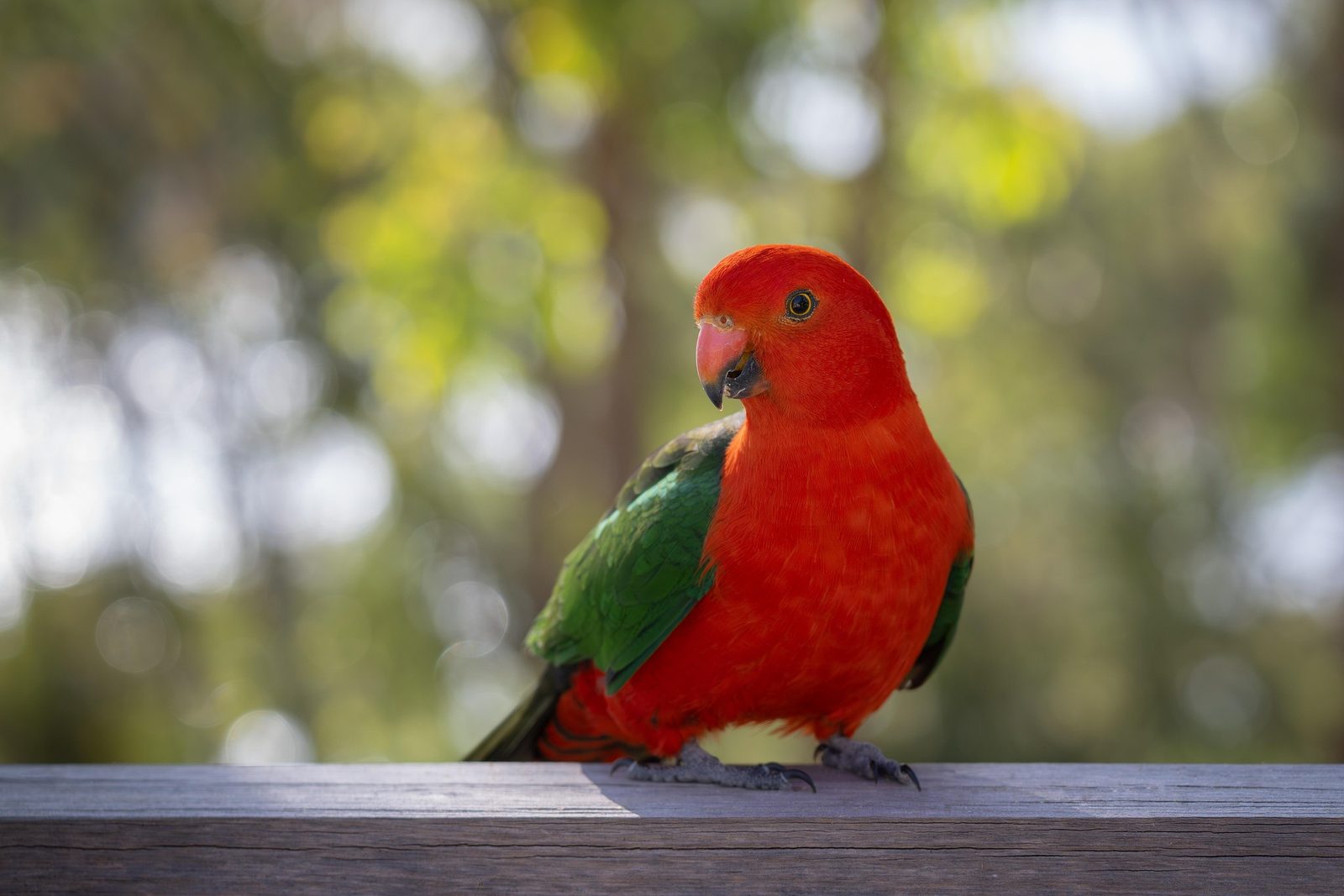 A real Parrot (Large)