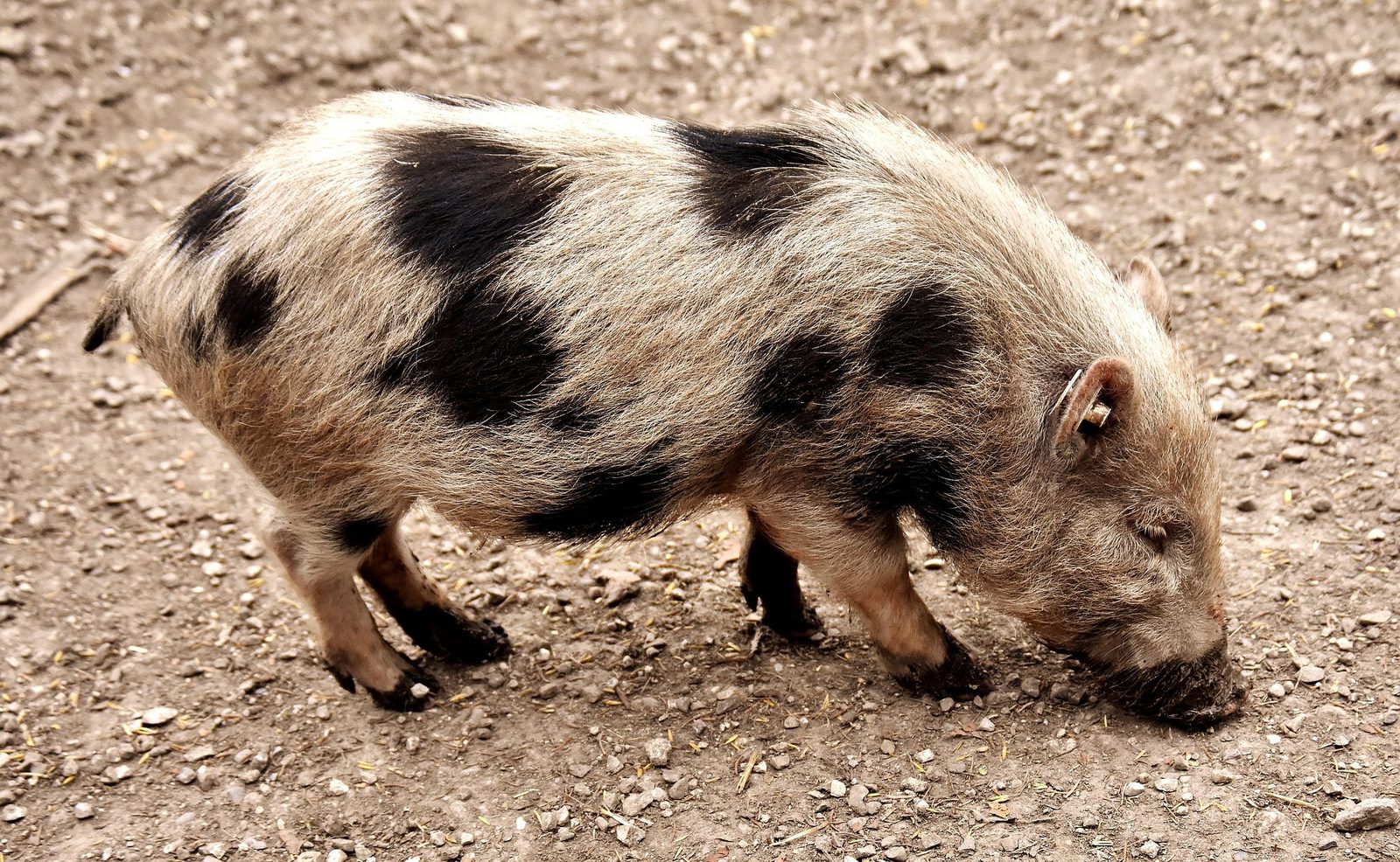 A real Mini Pig