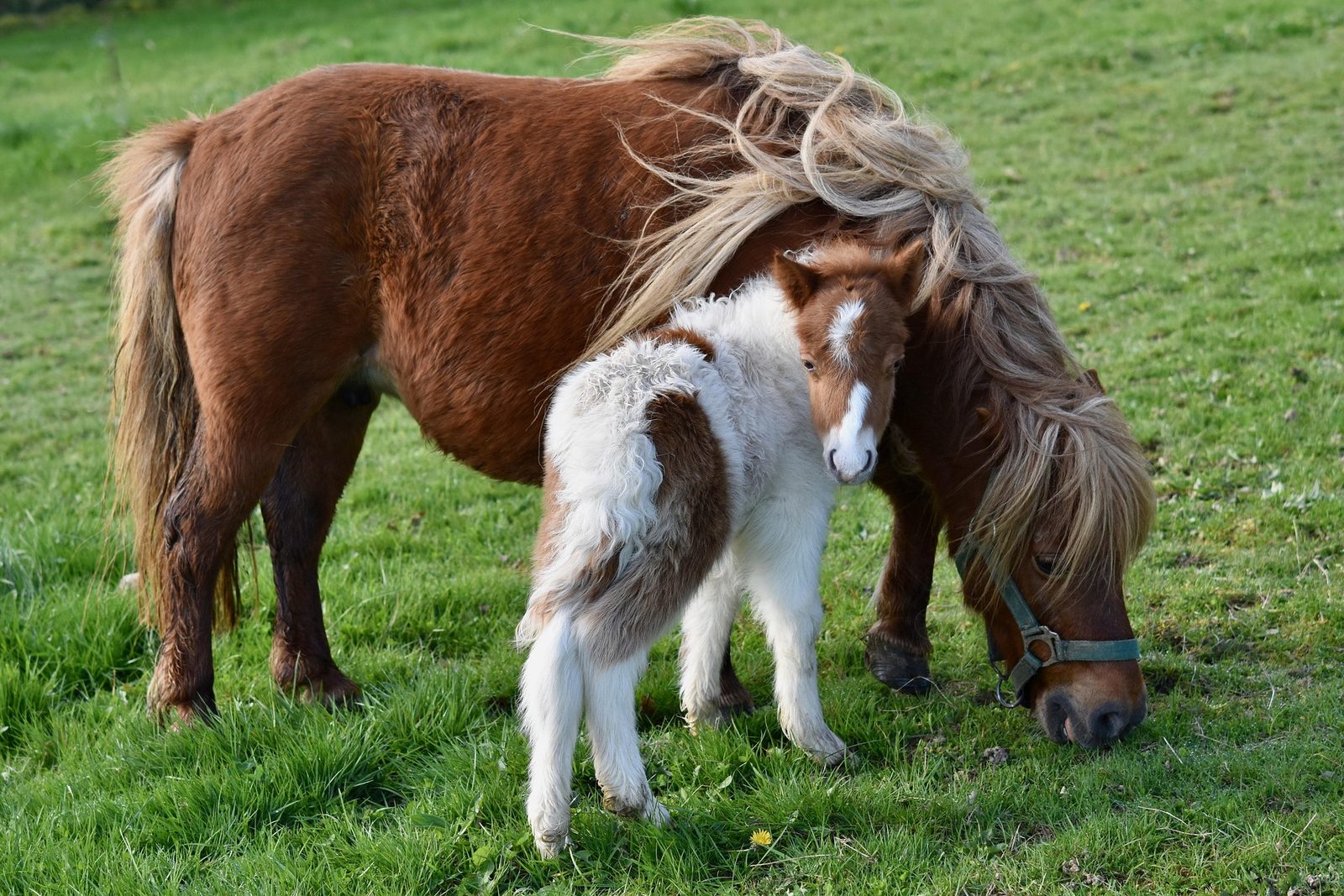 A real Pony