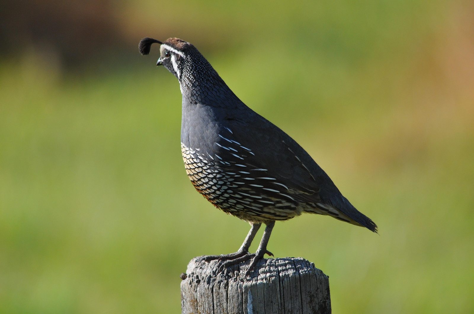 A real Quail
