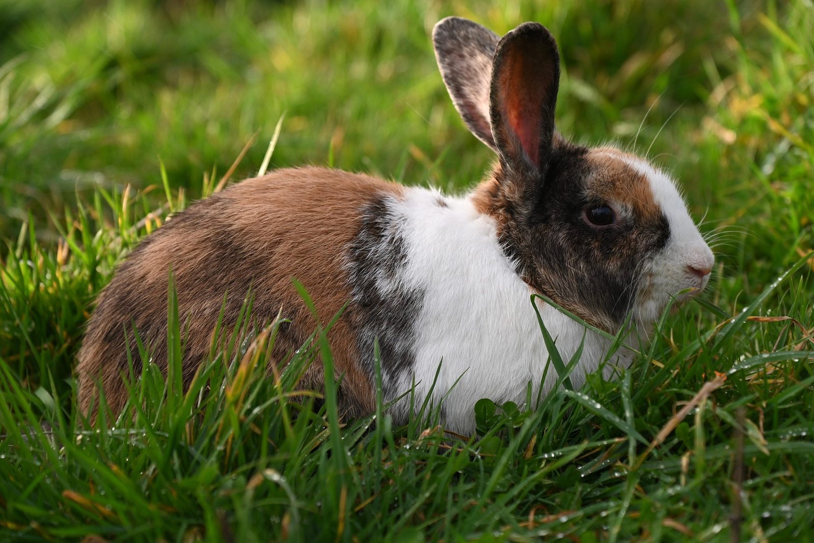 A real Rabbit