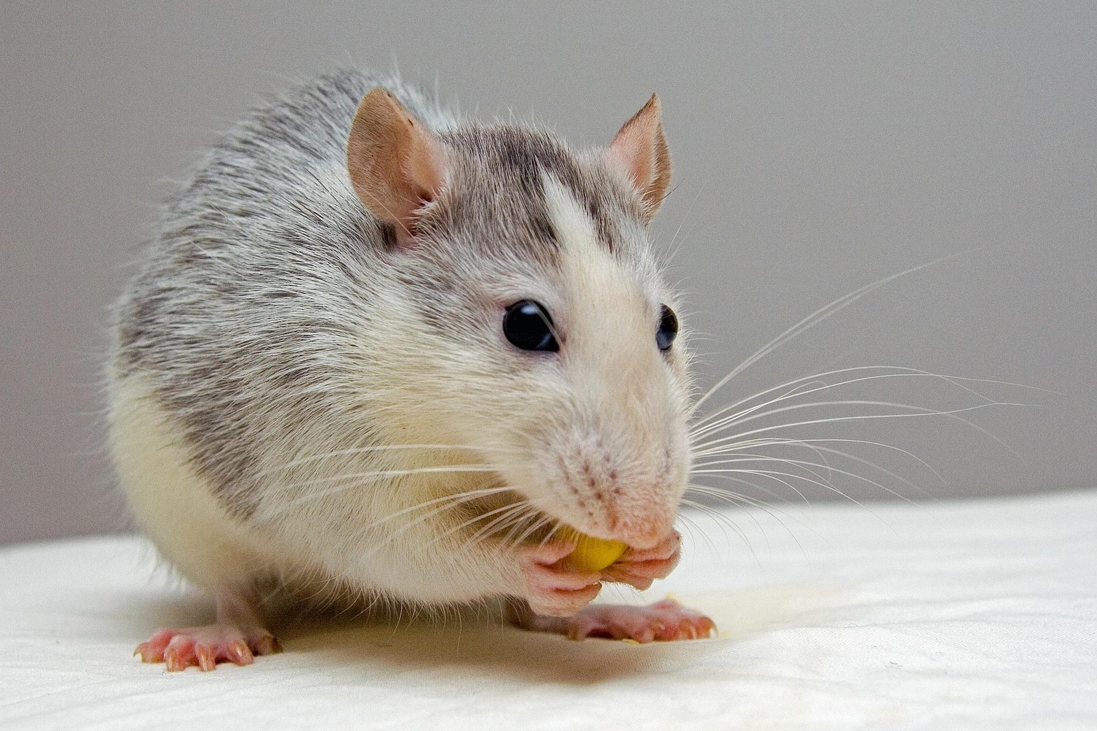 A real Rat