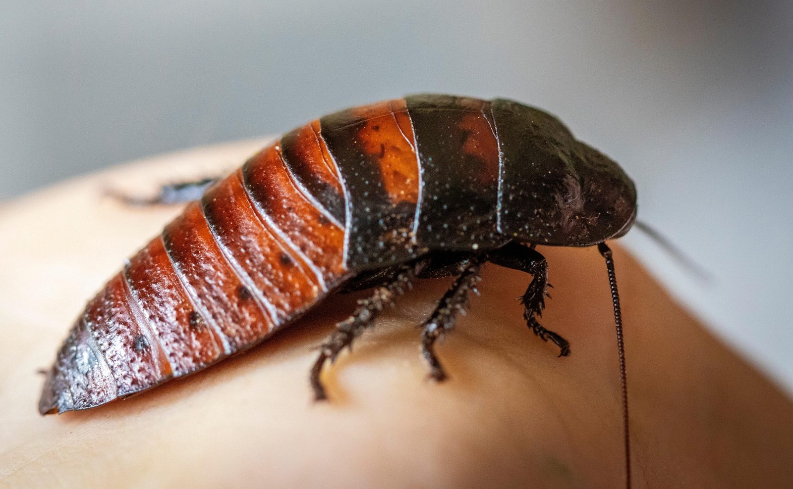 A real Hissing Cockroach