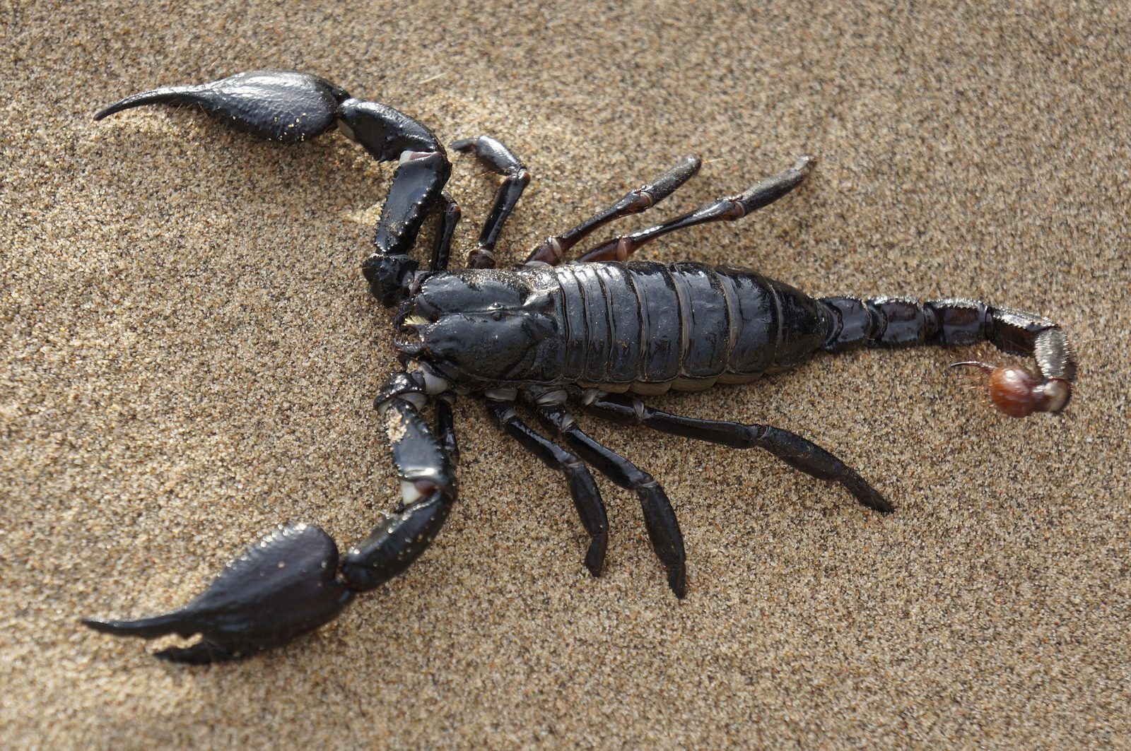A real Scorpion