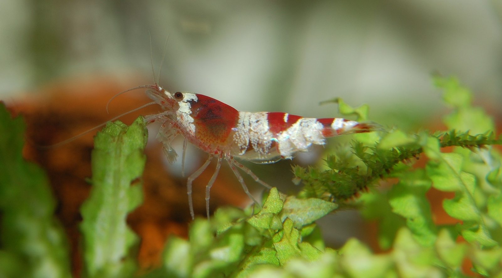 A real Shrimp & Snails